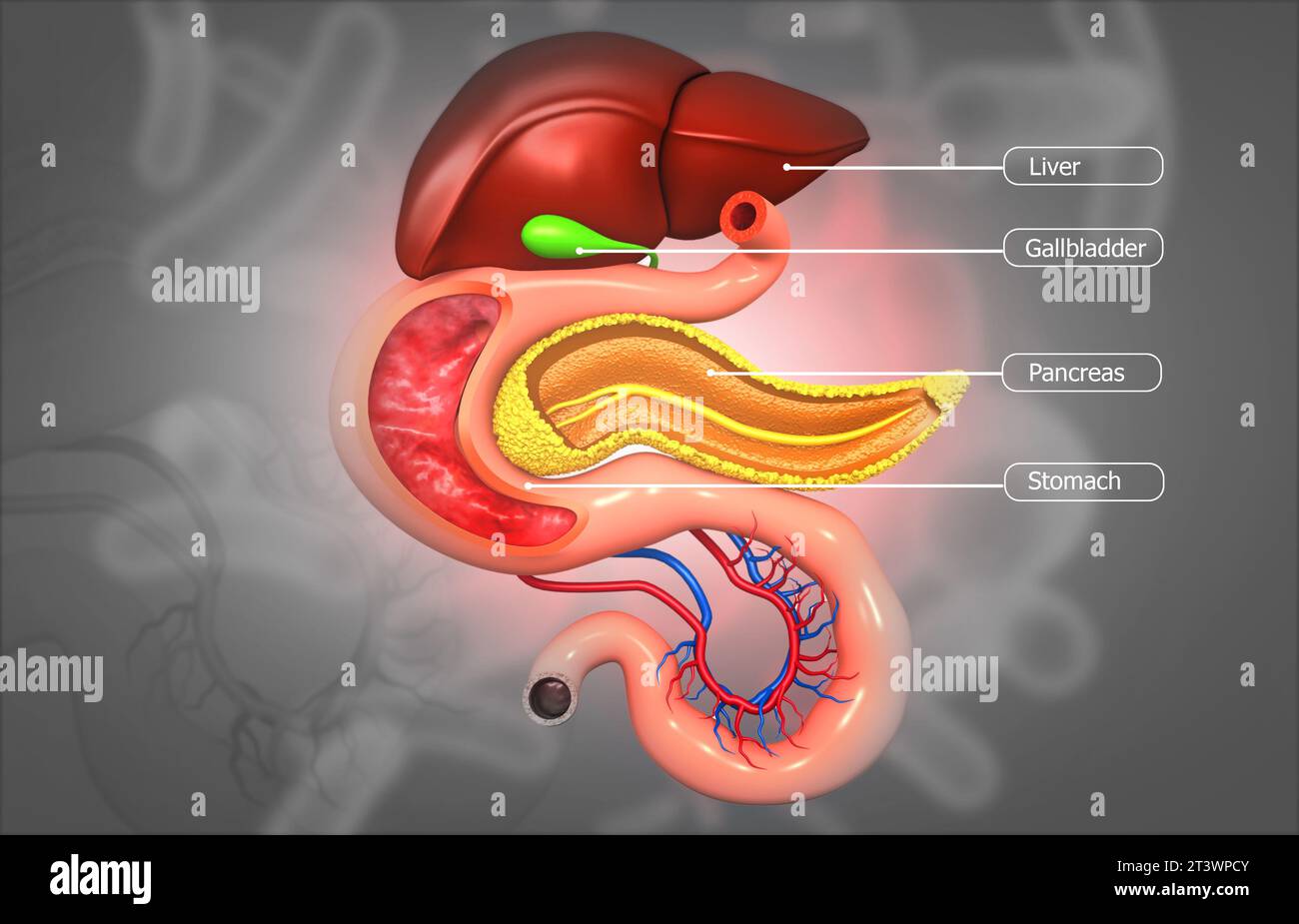 Anatomie des menschlichen Verdauungssystems. 3D-Abbildung Stockfoto