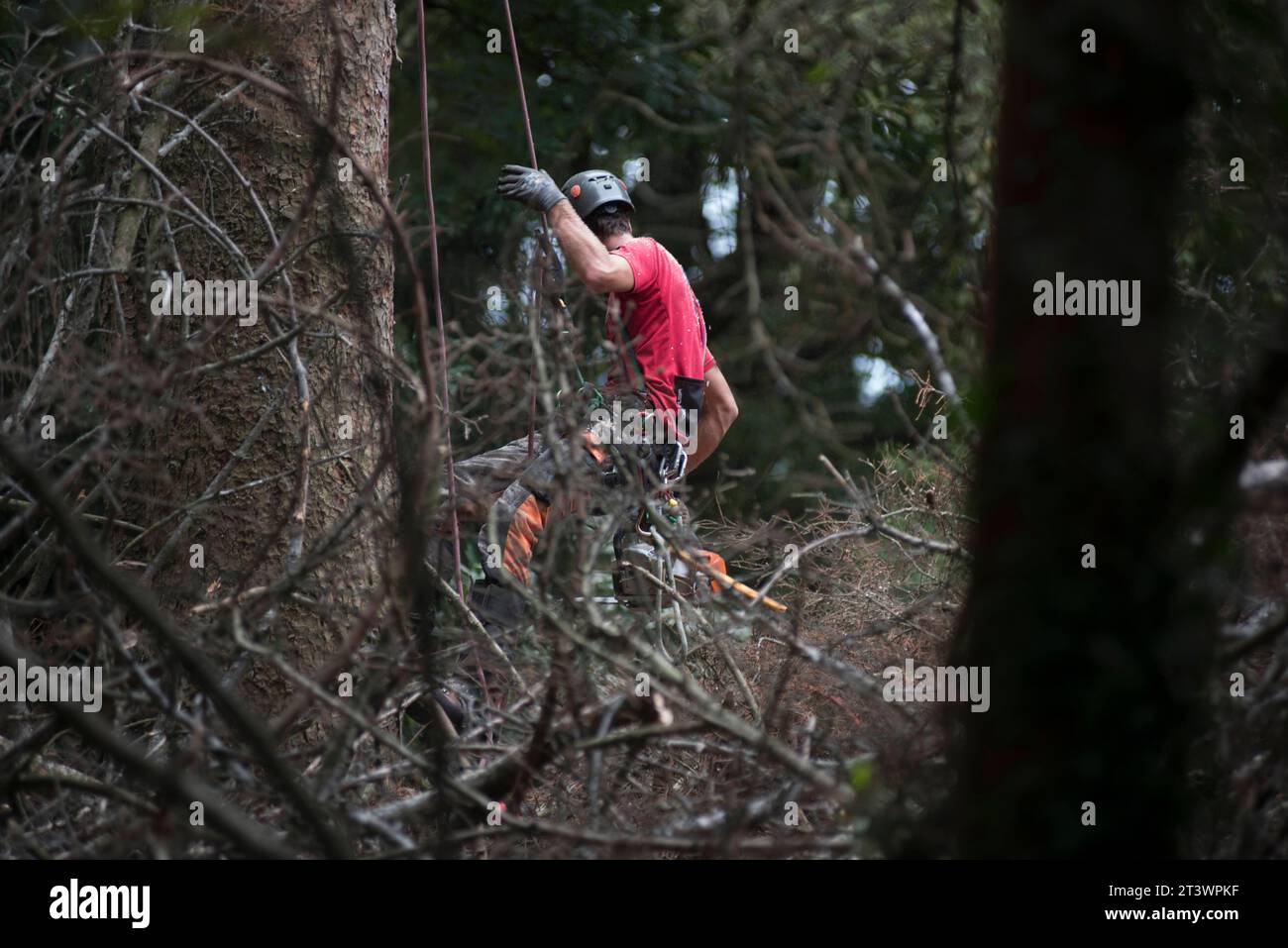 Aborist Arbeitet In Der Höhe Während Der Baumpflege Und Baumschnitt Aborist Arbeitet In Der Höhe Während Der Baumpflege Credit: Imago/Alamy Live News Stockfoto