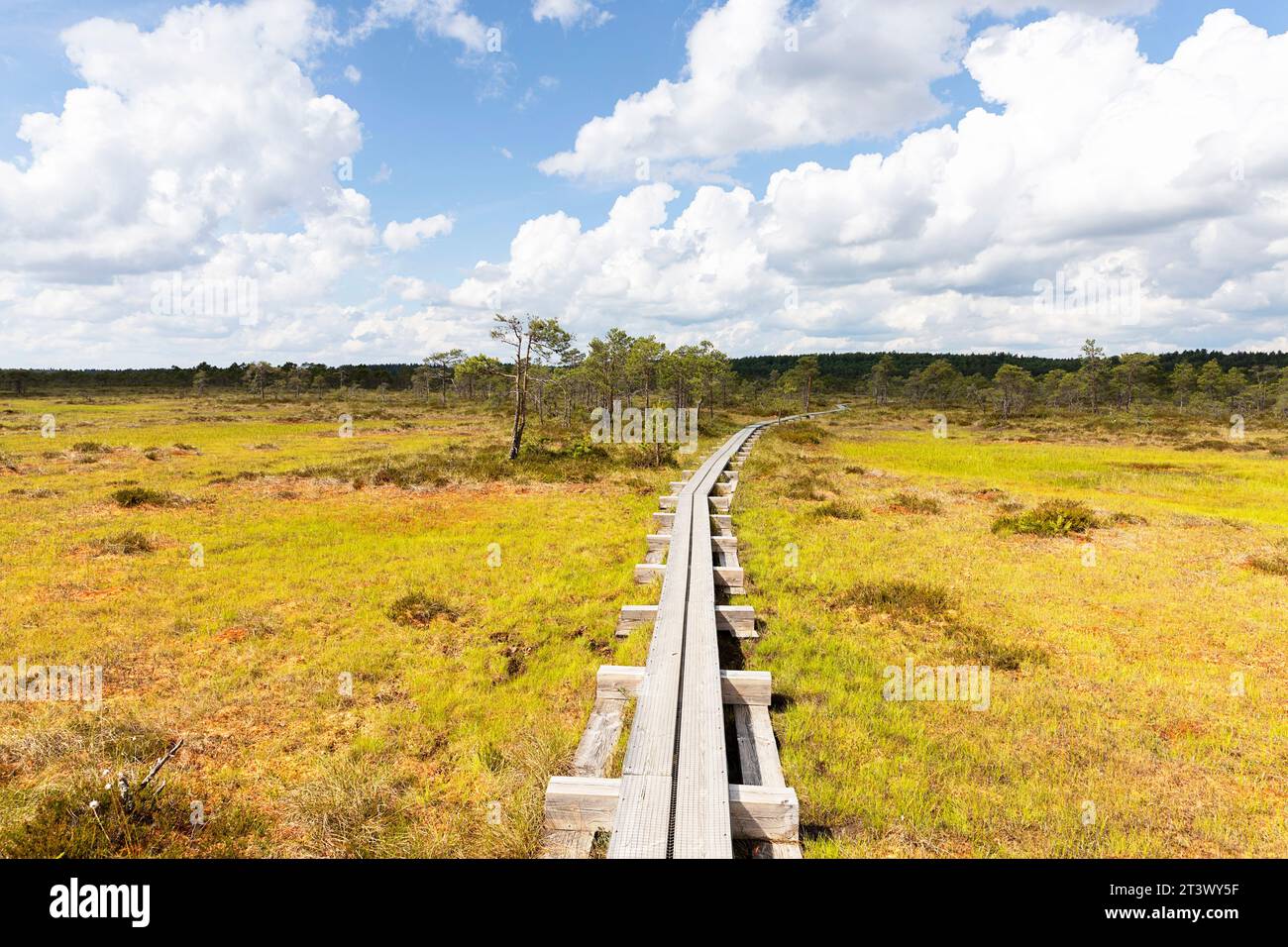 Spektakuläres Walkboard im Kakerdaja Moor, Wanderweg umgeben von kleinen Teichen an einem schönen sonnigen Sommertag in Estland, Stockfoto