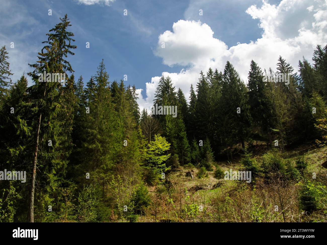 Wald in den Bergen, Sommerferienorte Stockfoto