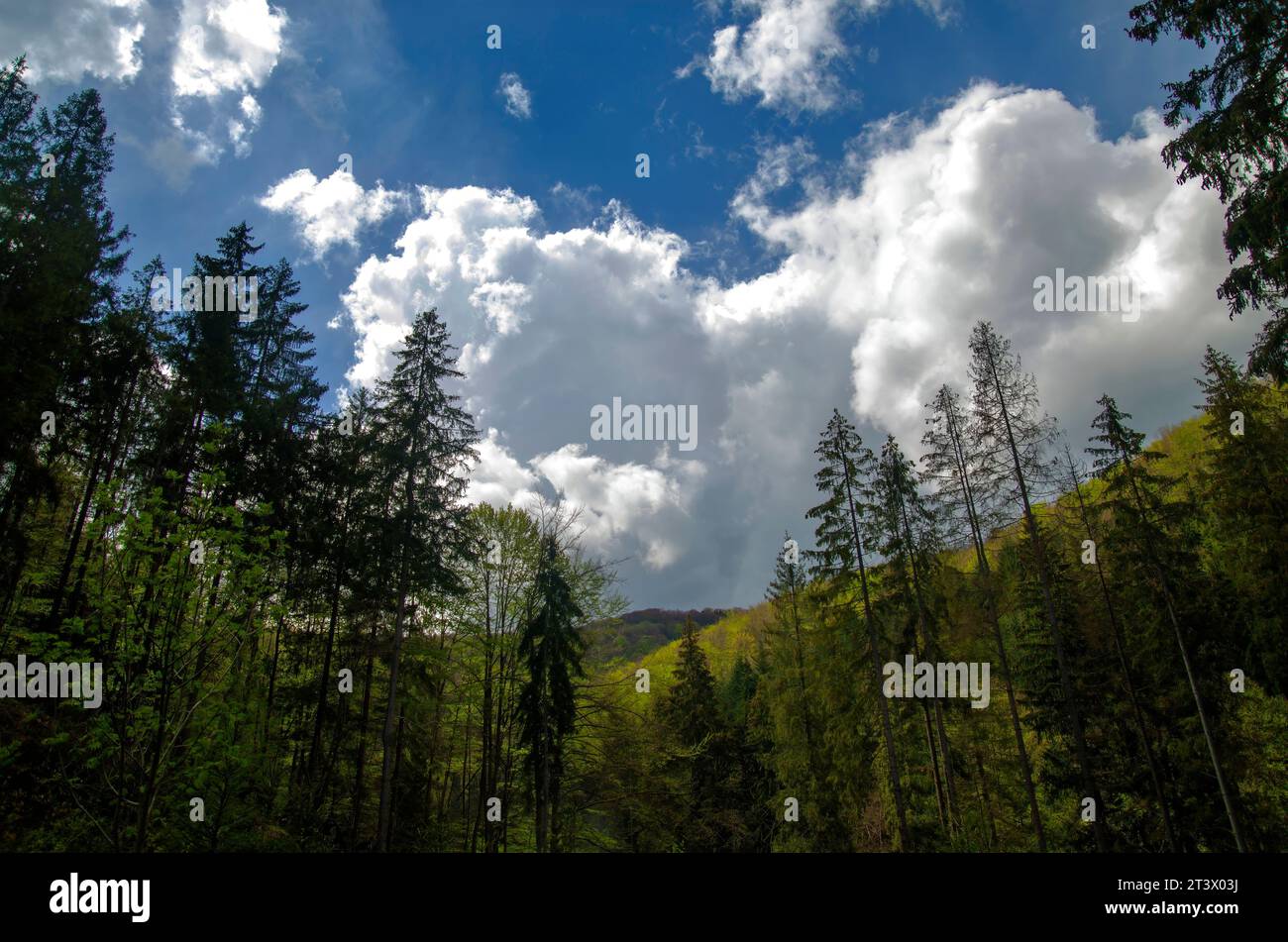 Wunderschöner Bergwald unter tiefblauem Sommerhimmel. Umweltschutz und Sommerurlaubskonzept Stockfoto