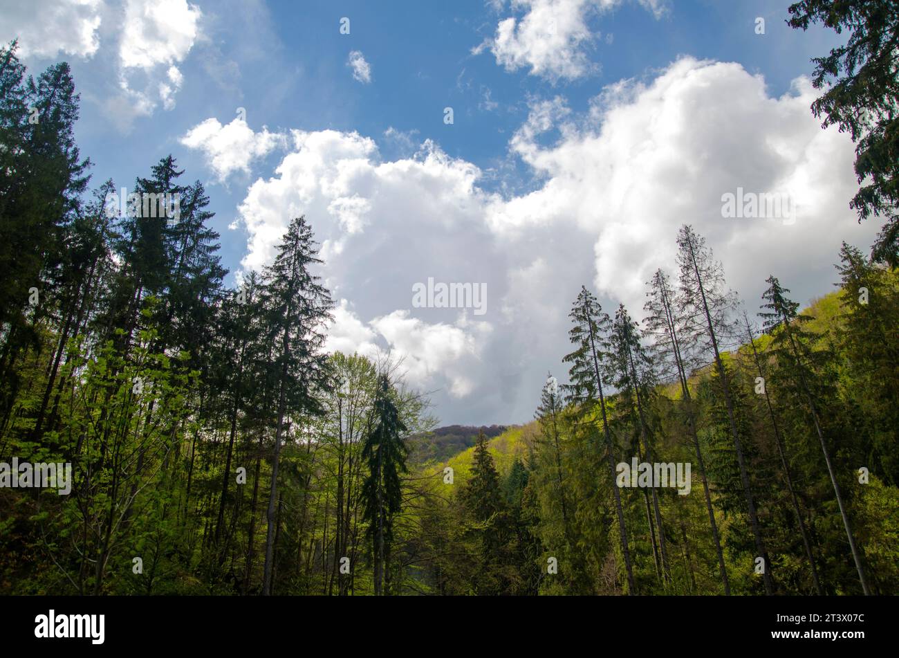 Wunderschöner Bergwald unter tiefblauem Sommerhimmel. Umweltschutz und Sommerurlaubskonzept Stockfoto