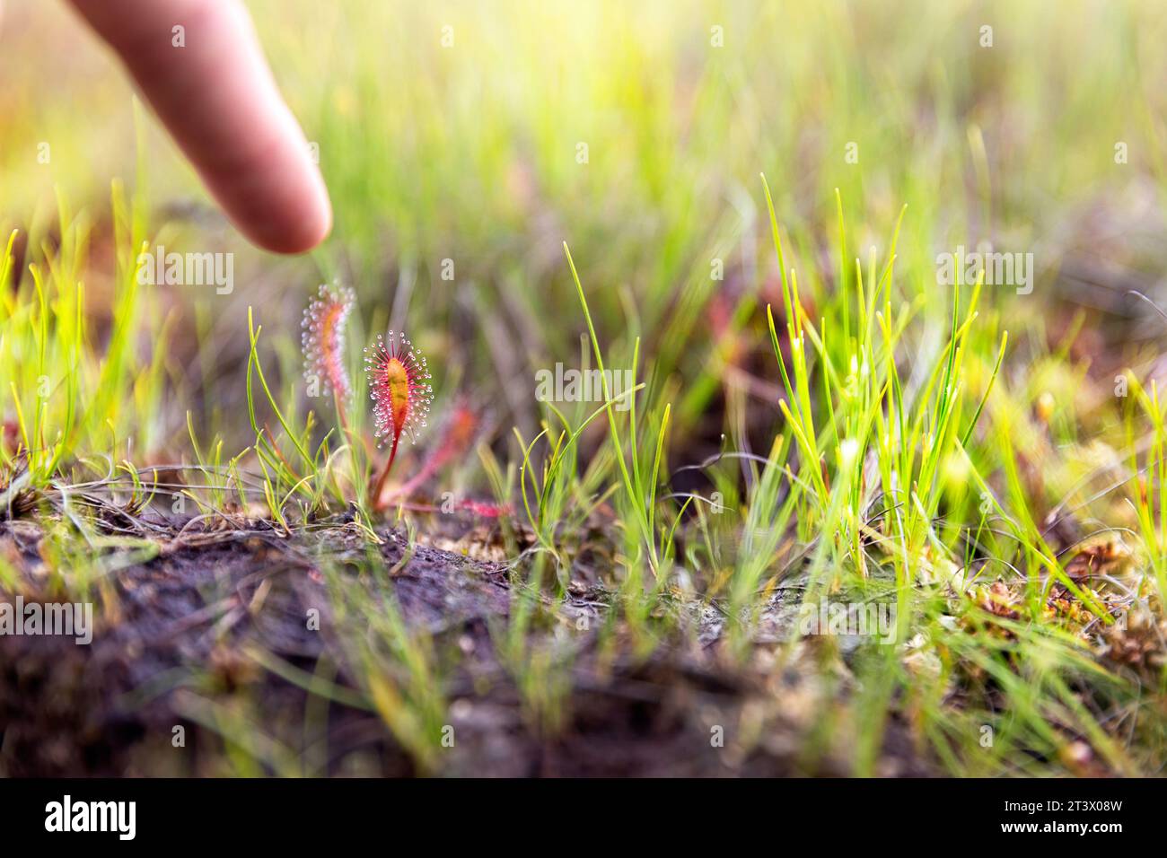 Der Finger zeigt auf einen wunderschönen langblättrigen Sonnentau (Drosera anglica), eine fleischfressende Pflanze, die im Kakerdaja-Moor in Estland wächst Stockfoto