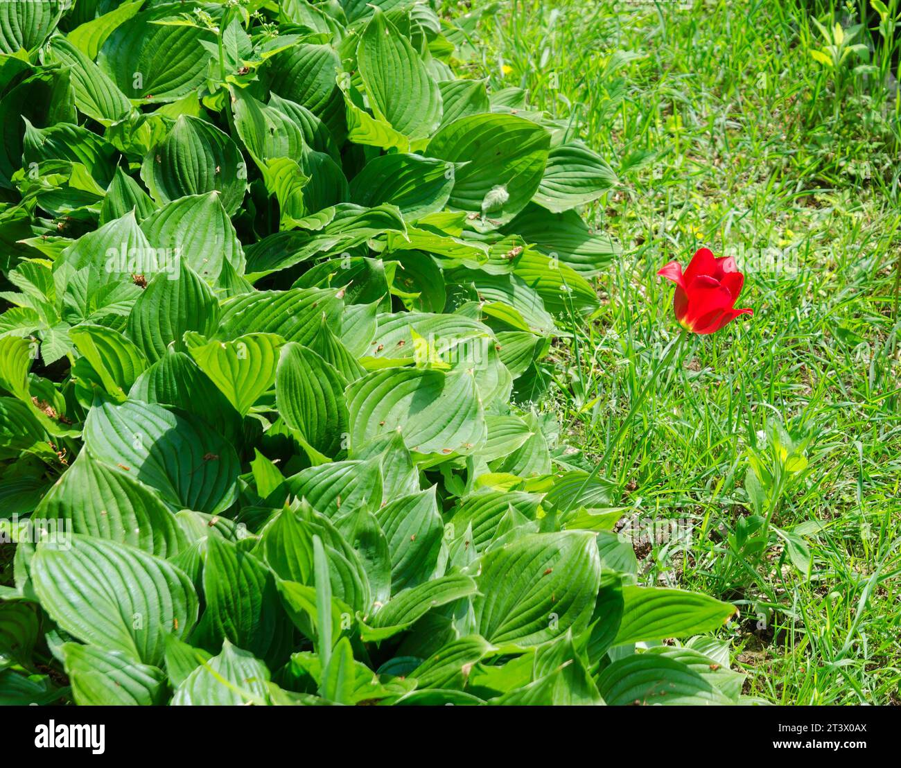 Einsame rote Blume inmitten des grünen Laubes Stockfoto