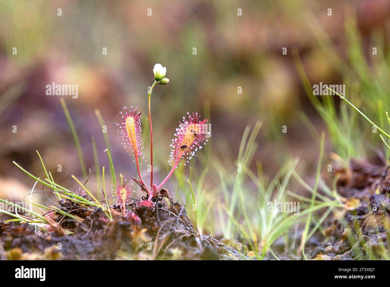 Wunderschöner langblättriger Sonnentau (Drosera anglica), eine fleischfressende Pflanze, die im Kakerdaja-Moor in Estland wächst Stockfoto