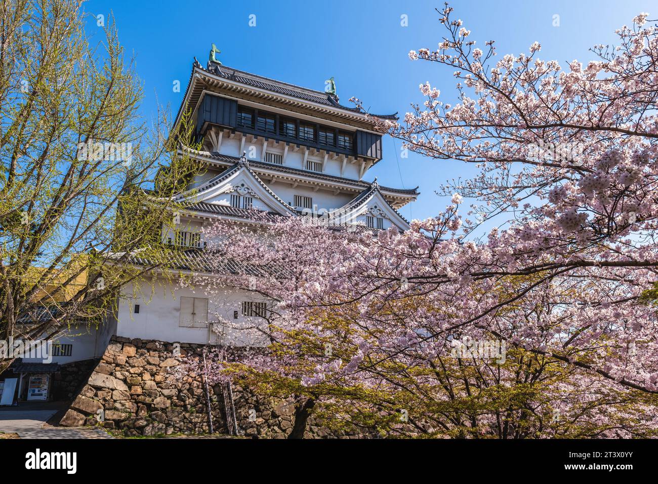 Hauptfried von Kokura Castle mit Kirschblüte in Kitakyushu, Fukuoka, Japan Stockfoto