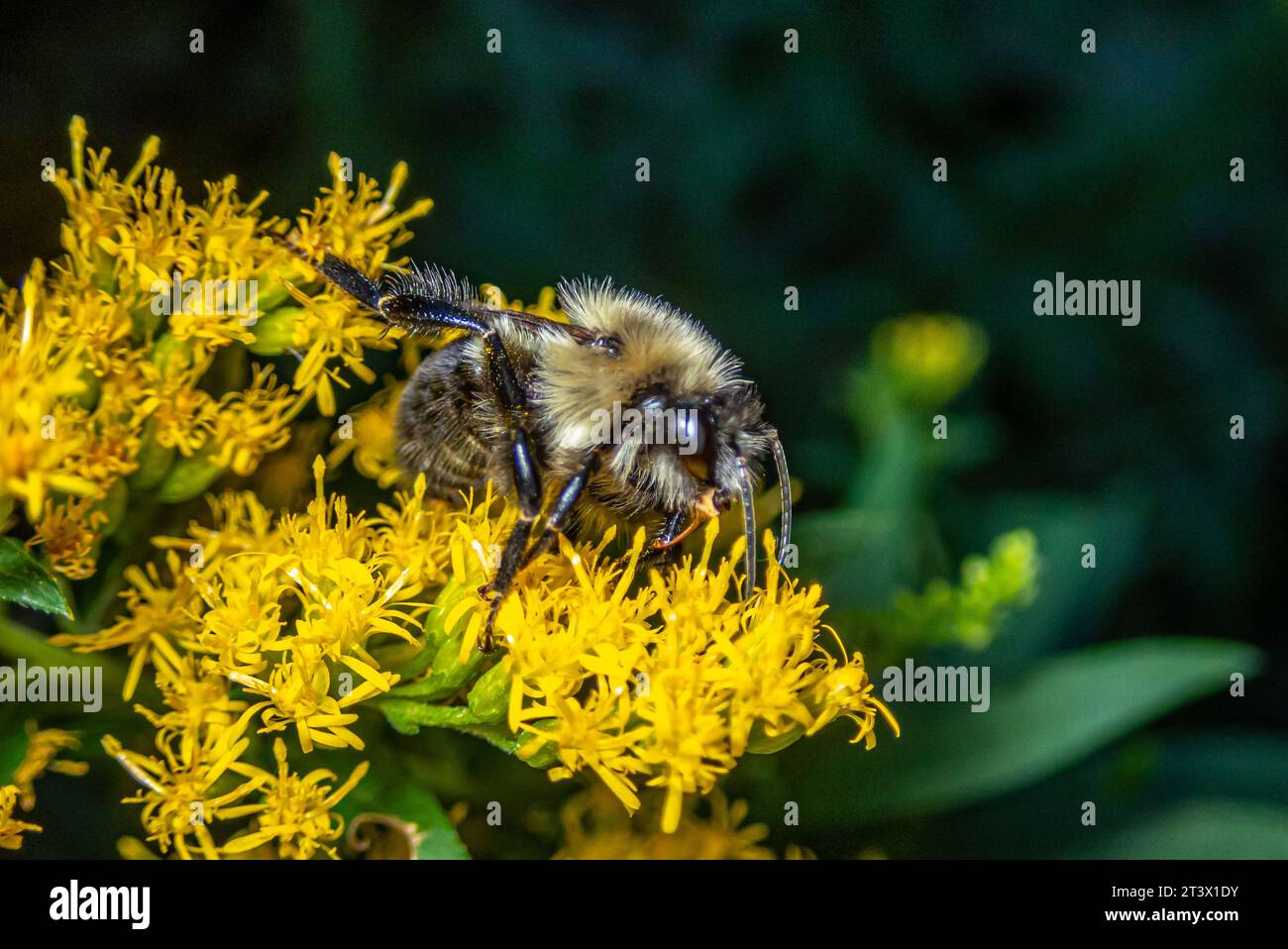 Hummel, Hummel, Gattung Bombus, Teil der Apidae, einer der Biene Familien. Stockfoto
