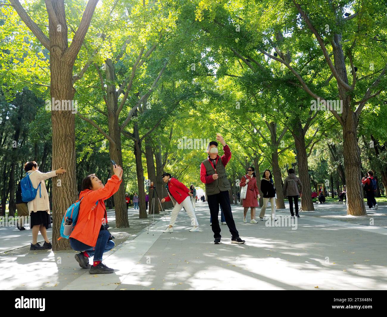 Peking, China. Oktober 2023. PEKING, CHINA - 27. OKTOBER 2023 - Besucher machen Fotos in der Gingko Avenue im Ditan Park in Peking, China, 27. Oktober 2023. (Foto: CFOTO/SIPA USA) Credit: SIPA US/Alamy Live News Stockfoto