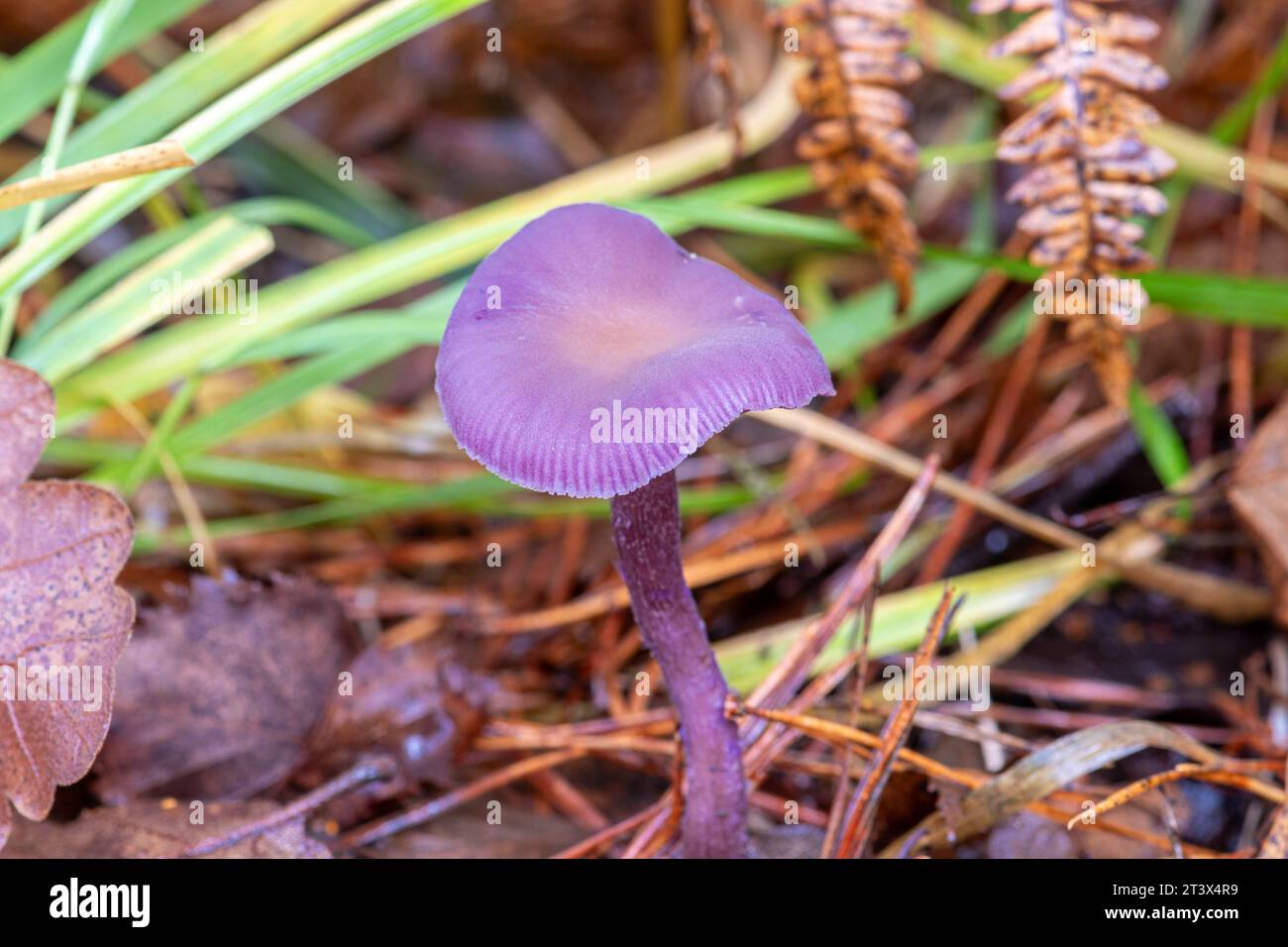 Amethyst-Betrügerpilz (Laccaria amethystina), violette Pilze, Krötenpilz, UK, im Herbst Stockfoto