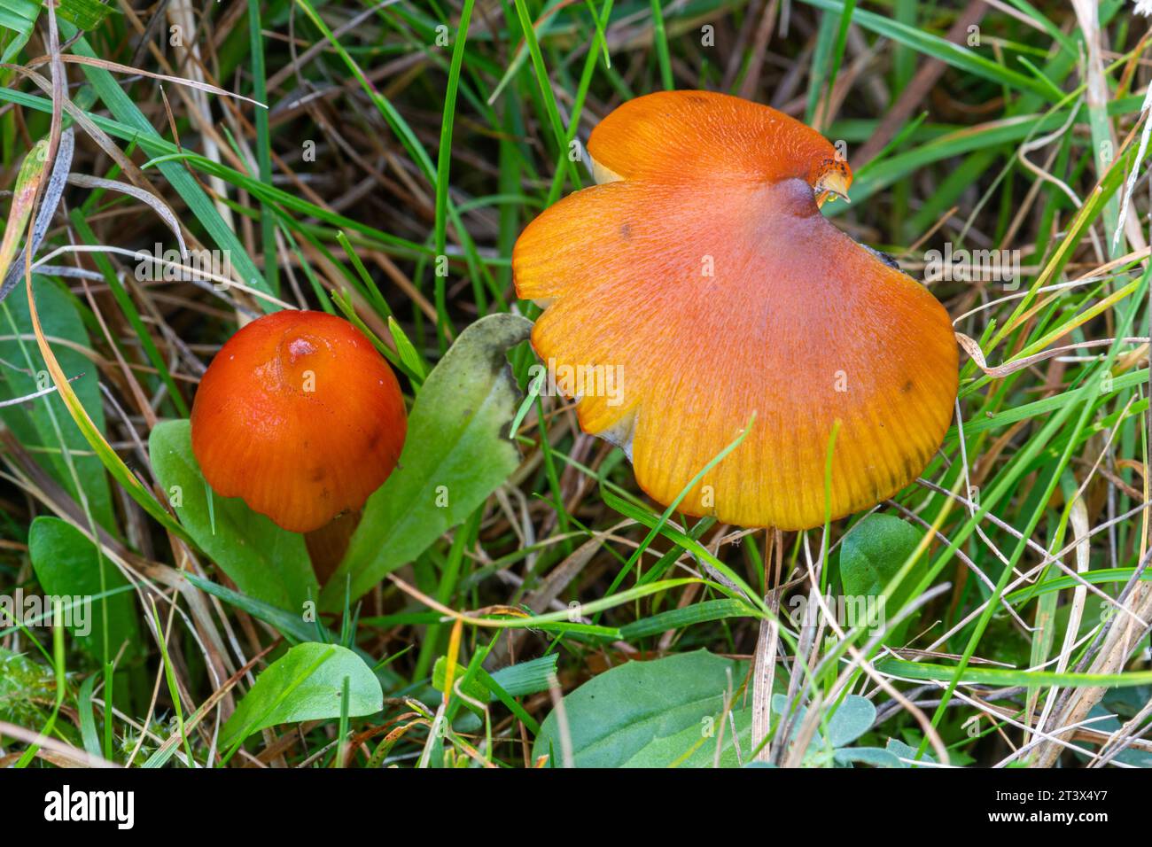 Farbenfrohe hellorange Wachskappen (Hygrocybe-Arten), Pilze, Pilze, im sauren Grasland im Oktober, England, Vereinigtes Königreich Stockfoto