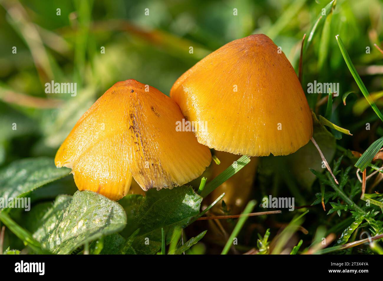 Farbenfrohe hellorange Wachskappen (Hygrocybe-Arten), Pilze, Pilze, im sauren Grasland im Oktober, England, Vereinigtes Königreich Stockfoto