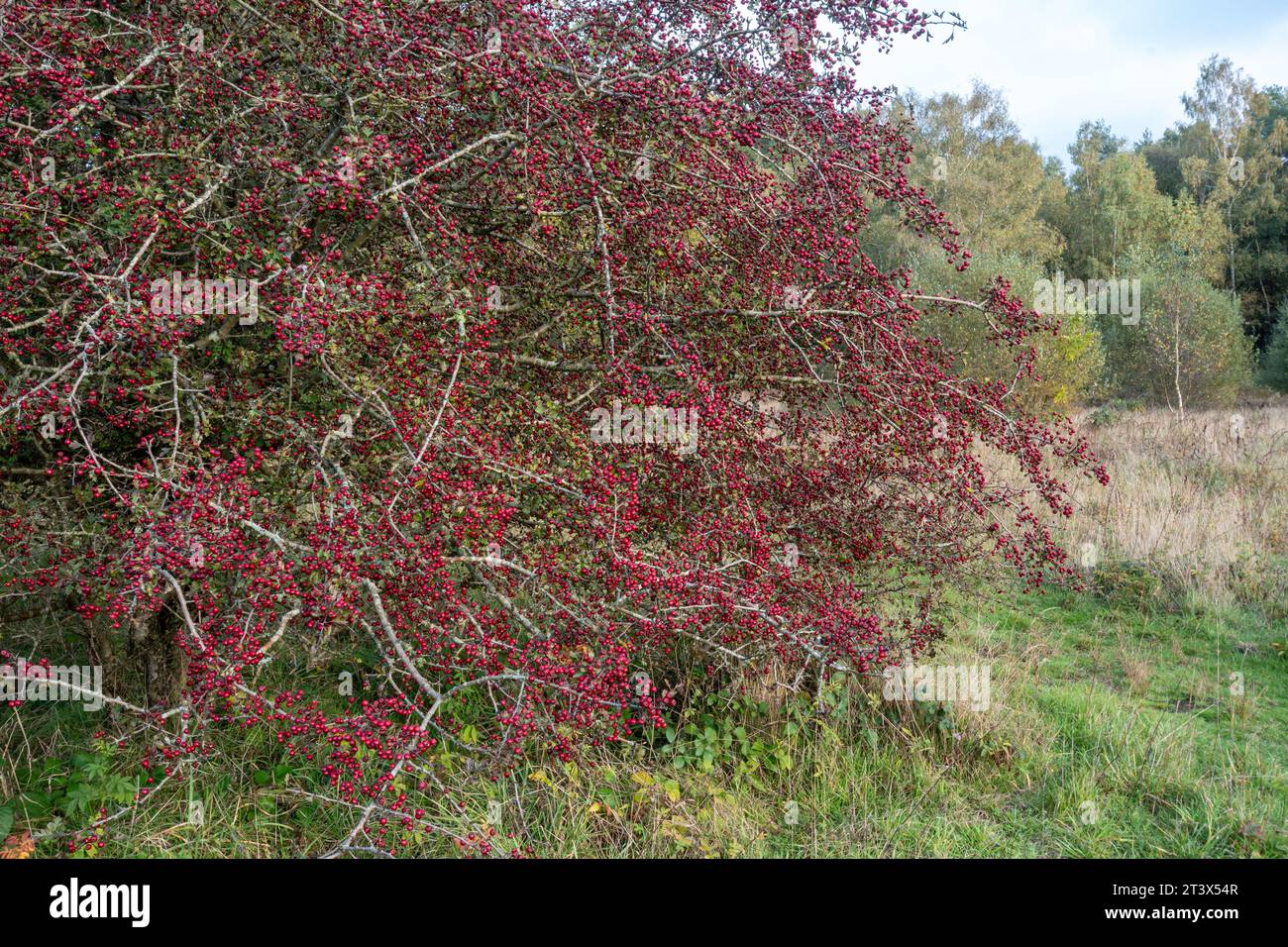 Weißdornbaum (Crataegus monogyna) bedeckt mit roten Beeren im Oktober oder Herbst, England, Vereinigtes Königreich Stockfoto