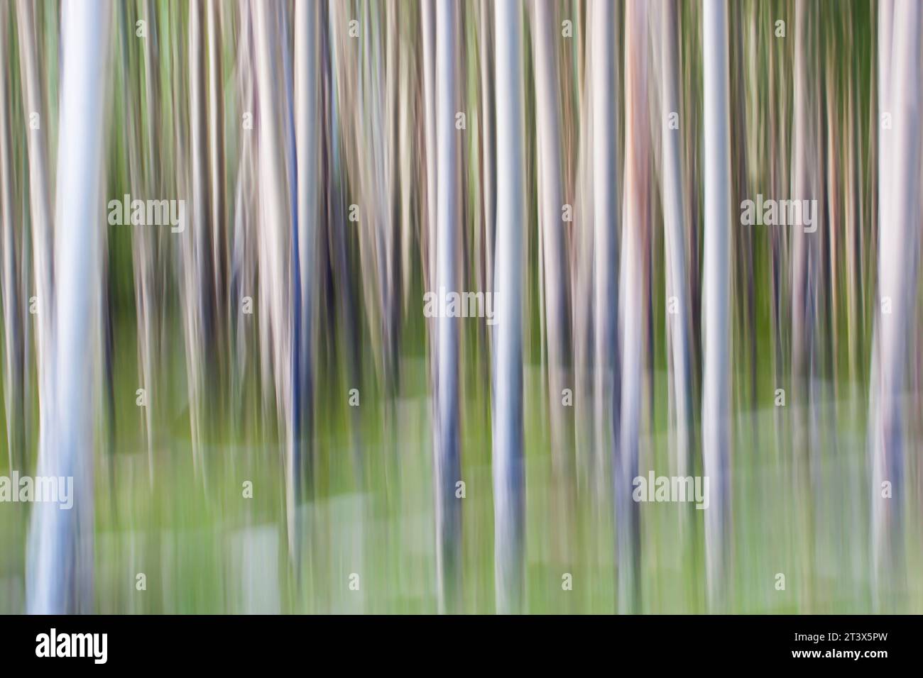 Aspenbäume mit absichtlicher Unschärfe fotografiert. Stockfoto