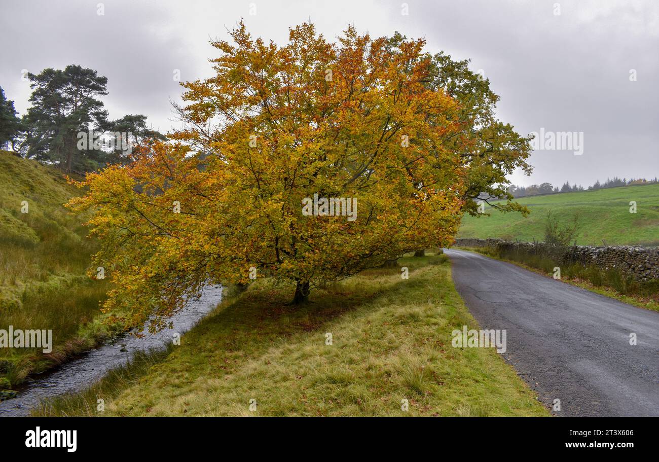 Ein Baum mit herbstlichen Farbtönen, der zwischen einem Fluss und einer schmalen Landstraße steht. Stockfoto
