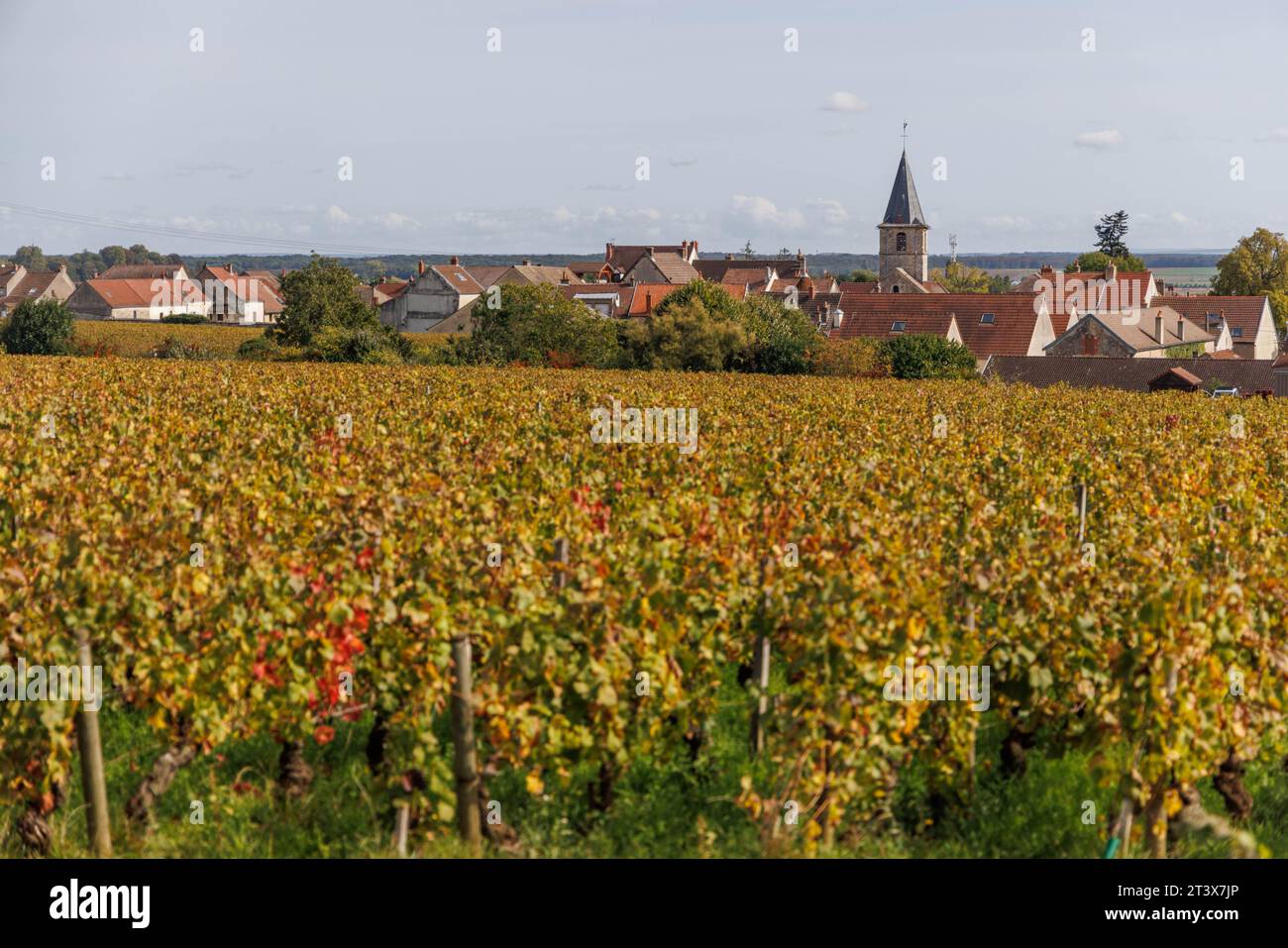 Dächer einer französischen Landstadt hinter Weinbergen in Burgund. Stockfoto