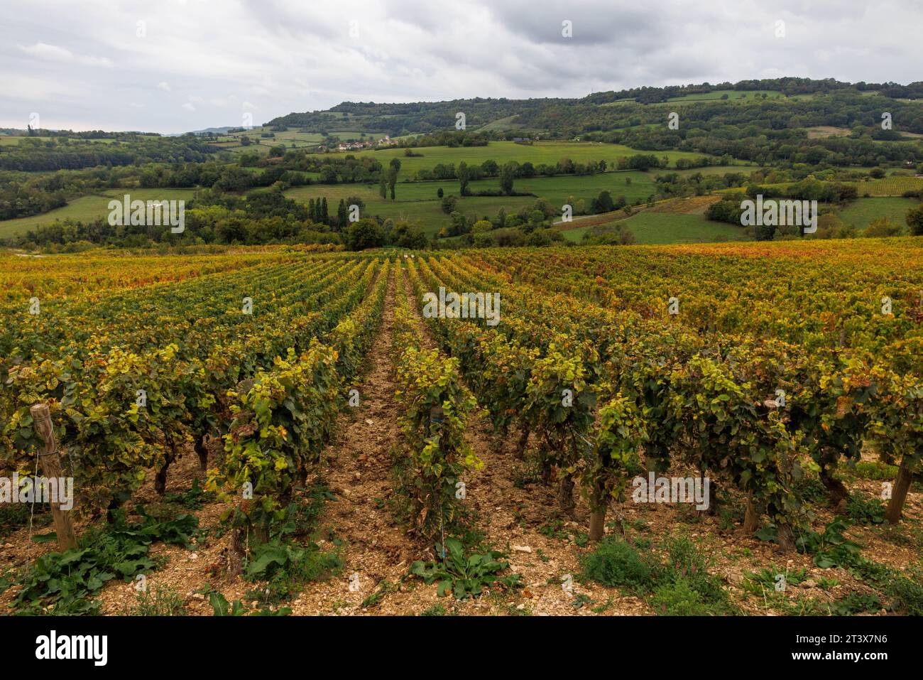 Rebreihen auf einem Weinberg in Burgund, Frankreich. Stockfoto