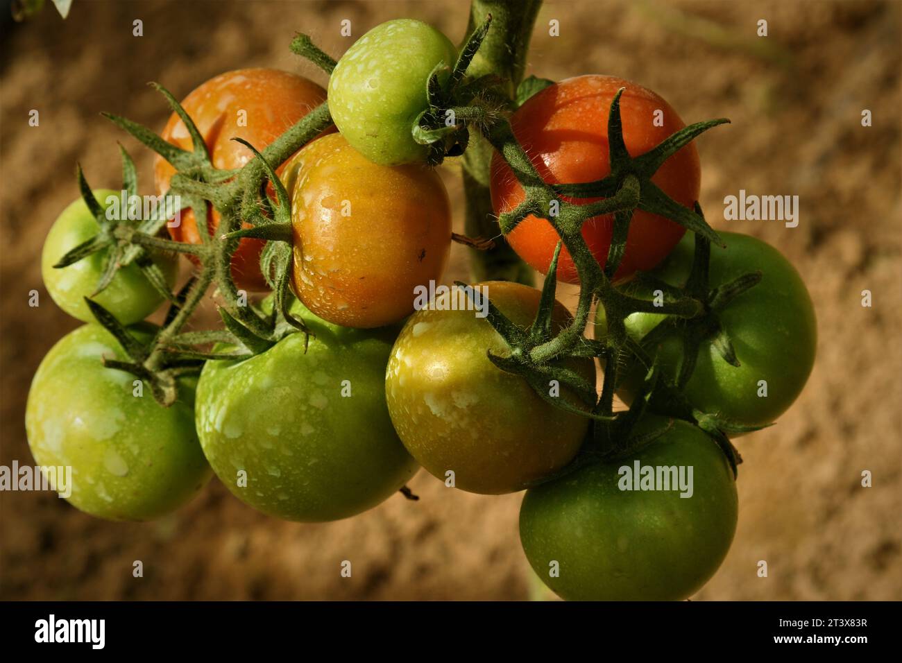 Bio-Gemüse von der Dubai Farm im Winter. Stockfoto
