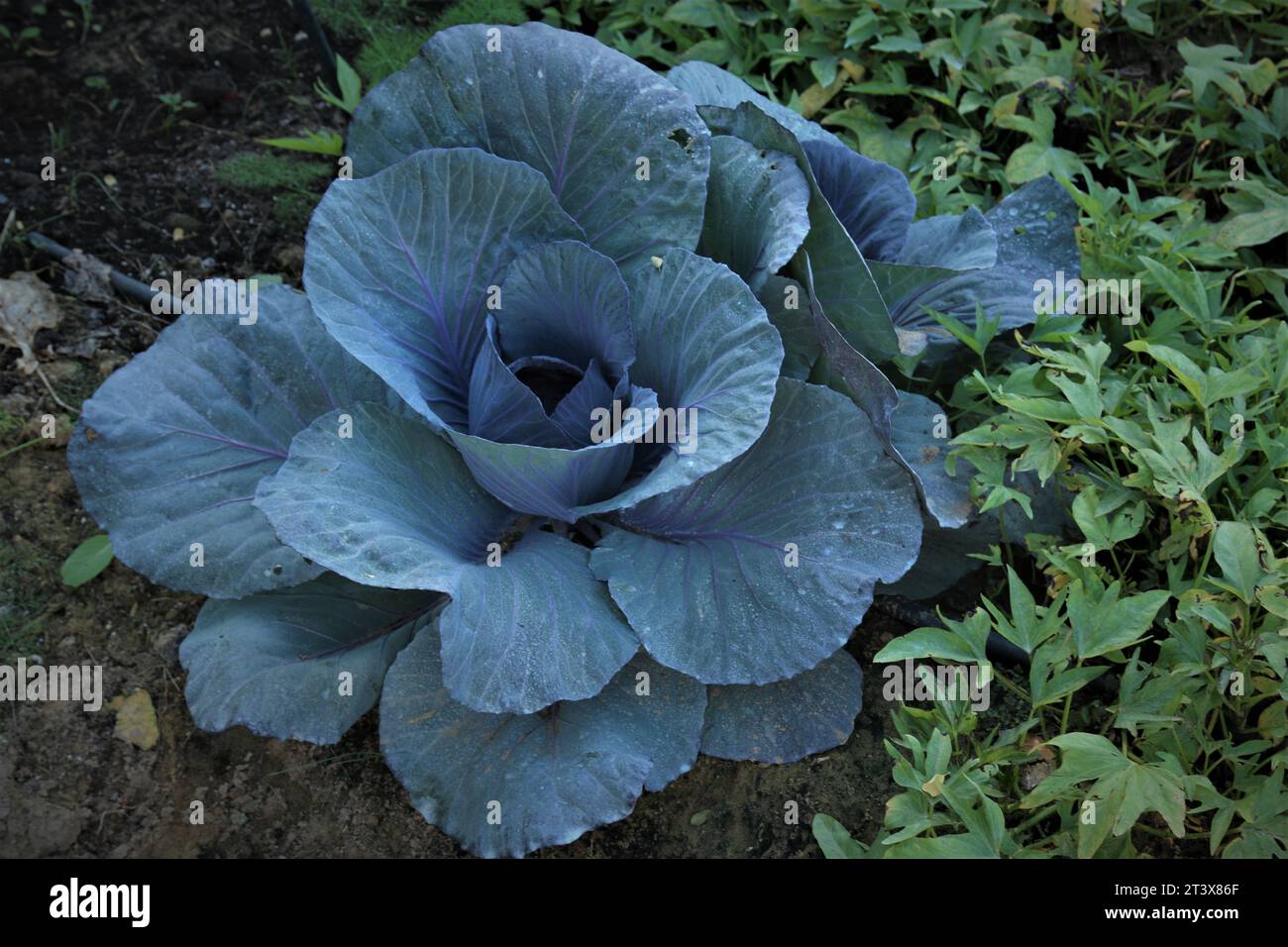 Bio-Gemüse von der Dubai Farm im Winter. Stockfoto