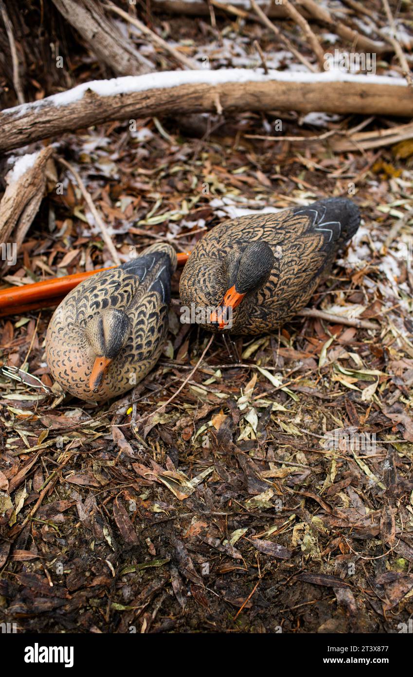 Entenköder, Paddel und frischer Schnee bedecken das Ufer in Janu Stockfoto