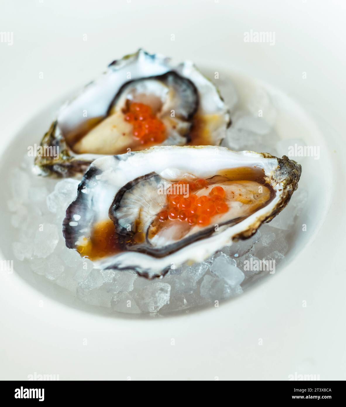 Gourmet-Teil von zwei Austern aus dem europäischen Mittelmeer Stockfoto