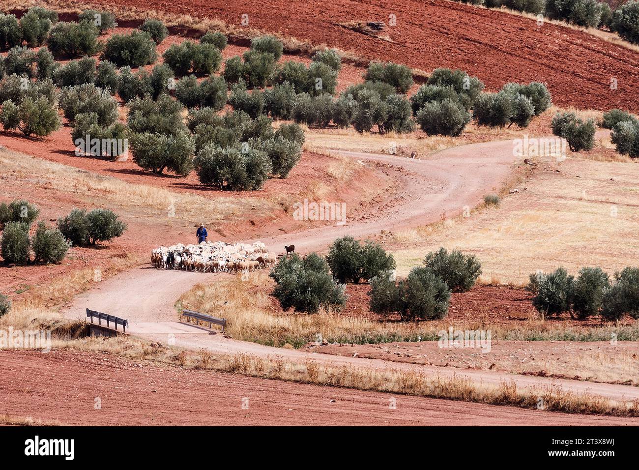 Der Hirte kehrt auf der Straße nach Hause zurück Stockfoto
