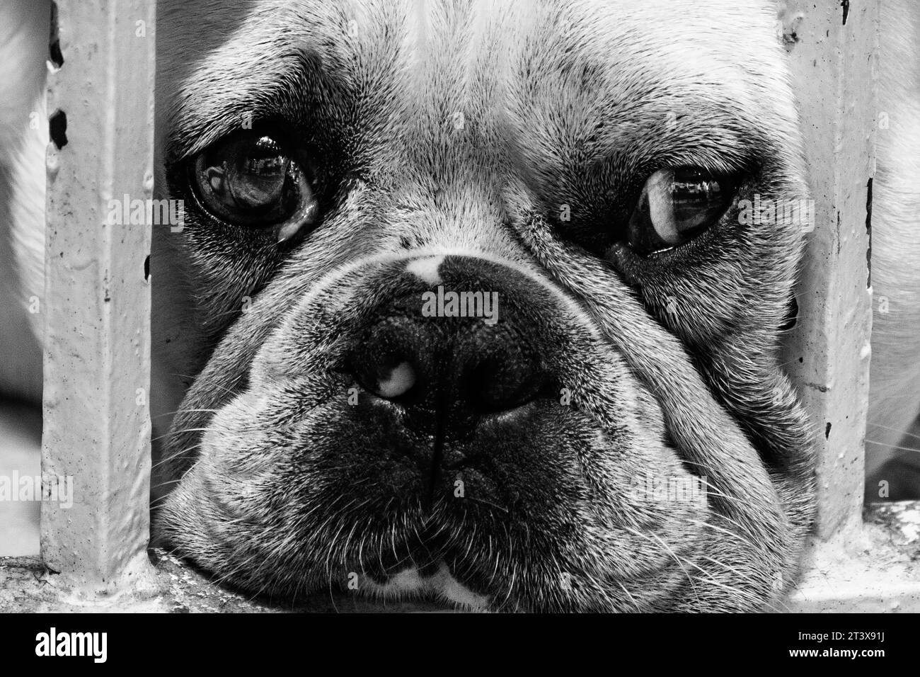 Traurige Bulldogge zwischen Gittern in Schwarz und weiß Stockfoto