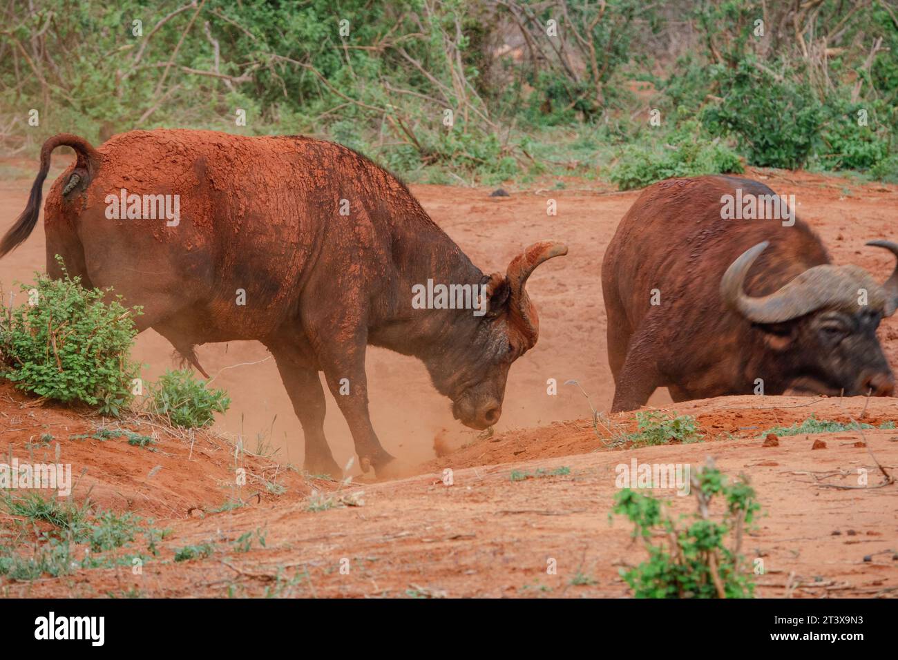 Zwei männliche Büffel kämpfen in der Wildnis im Tsavo East National Park, Kenia Stockfoto