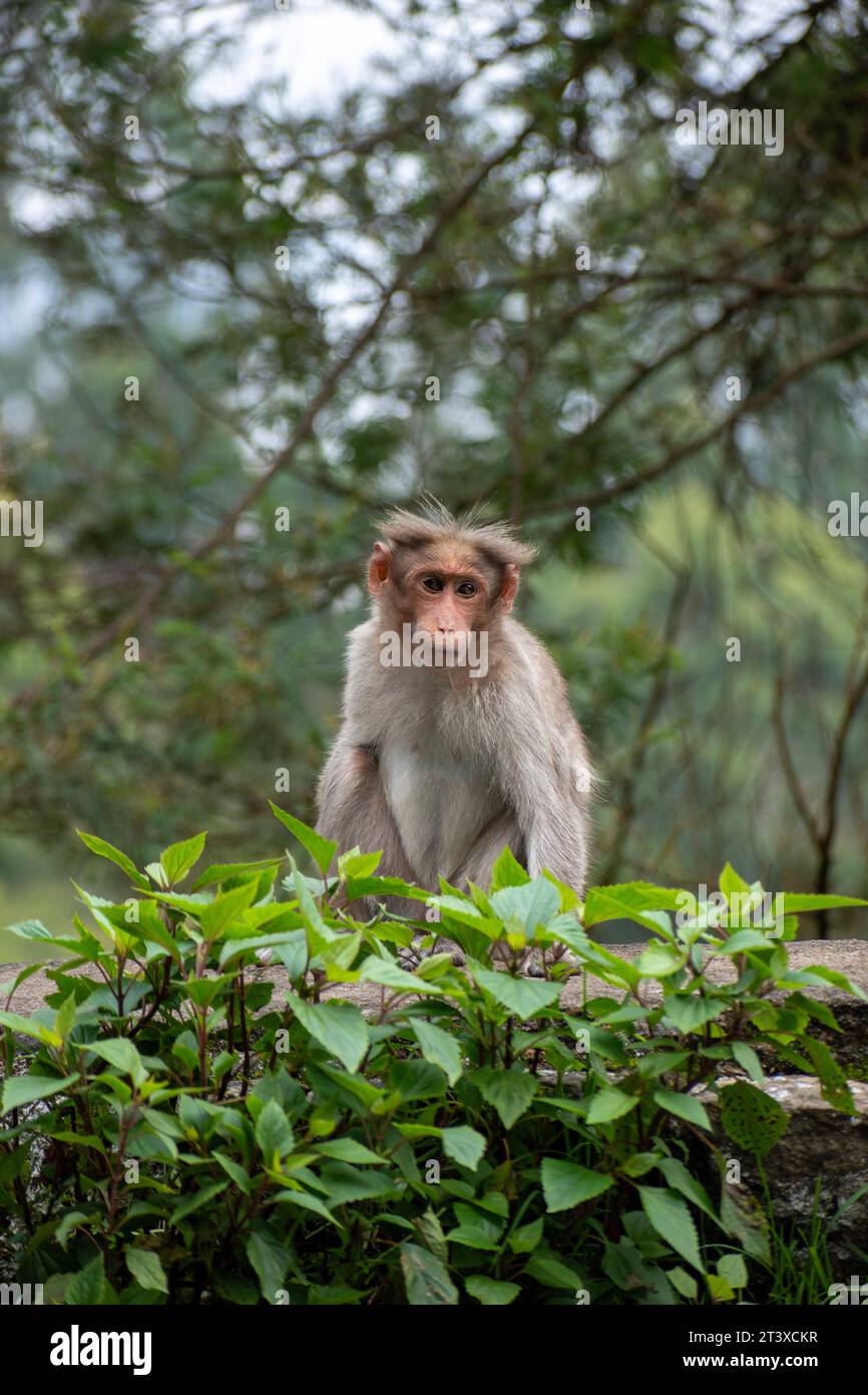 Ein Bild des Rhesusaffen (Rhesus macaque) mit fehlender Hand Stockfoto