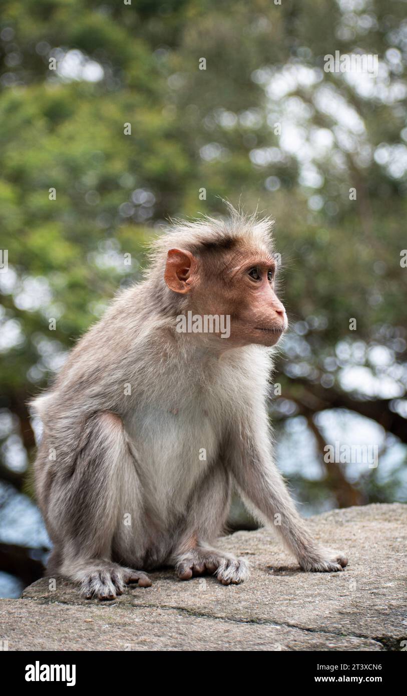 Ein Bild des Rhesusaffen (Rhesus macaque) mit fehlender Hand Stockfoto
