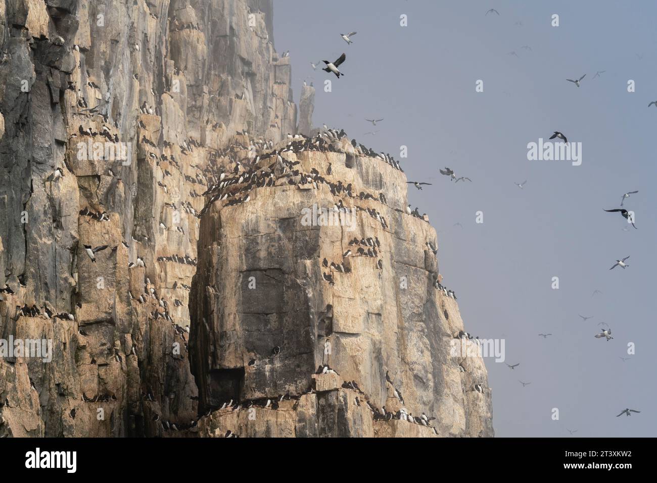 Bruennichs Guillemots (Uria lomvia), Alkefjellet, Spitzbergen, Spitzbergen, Svalbard Islands, Norwegen. Stockfoto