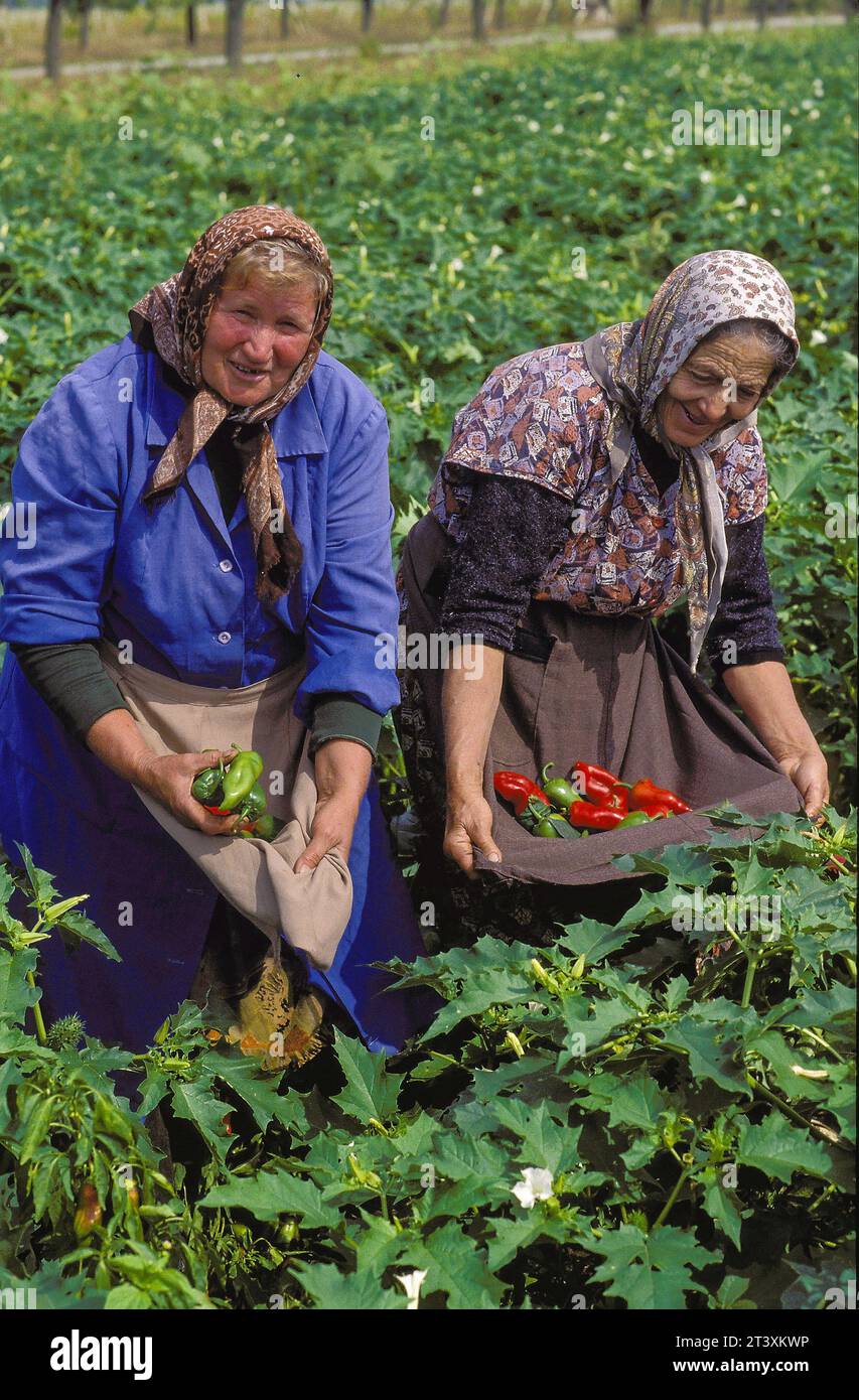 Bulgarien, Region Dobrich, Frauen bei der Arbeit auf dem Paprika-Feld, Ernte. Stockfoto