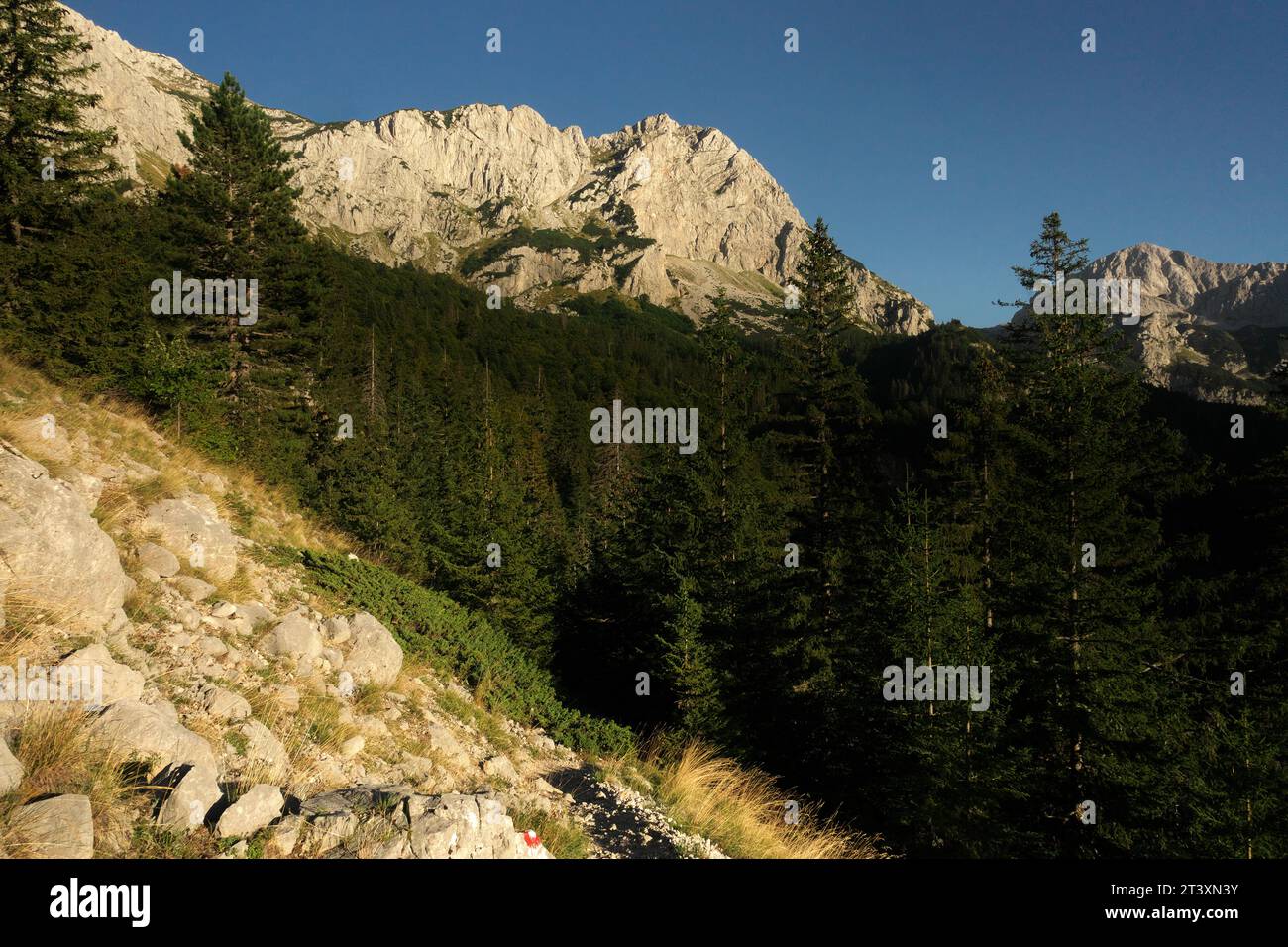 Berglandschaft mit Wald im Licht und Schatten der goldenen Stunde im Sutjeska Nationalpark, Bosnien und Herzegowina Stockfoto