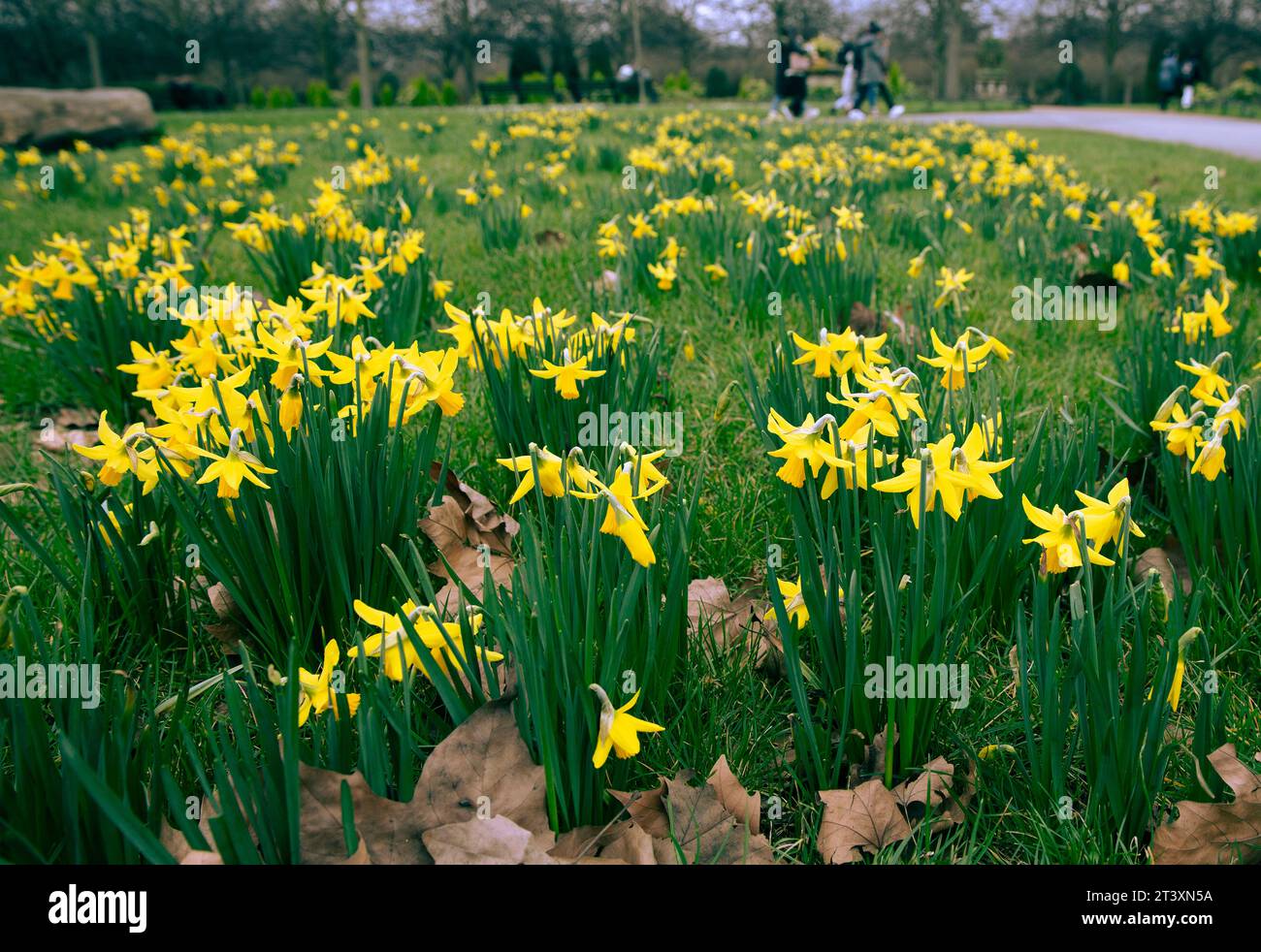 Narzissen blühen, während die Menschen ihre Zeit im Regent’s Park, London, verbringen. Stockfoto