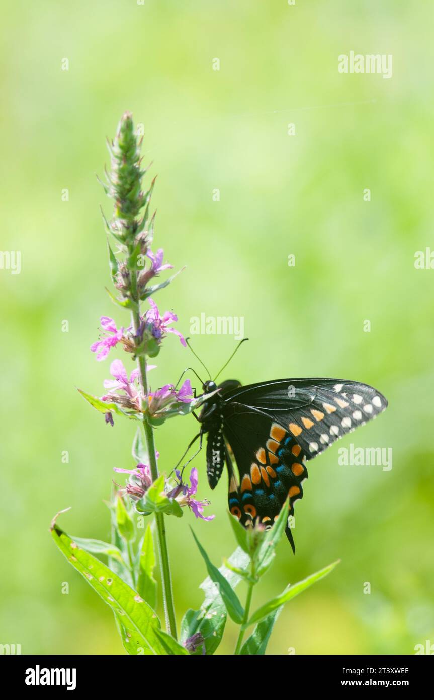 Schwarzer Schwalbenschwanz-Schmetterling auf einer Wildblume Stockfoto