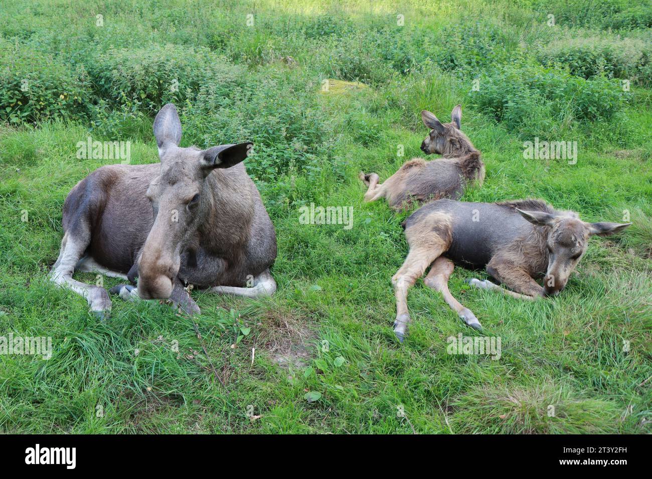 Elche oder Elche, Alces wapiti im natürlichen Lebensraum Stockfoto