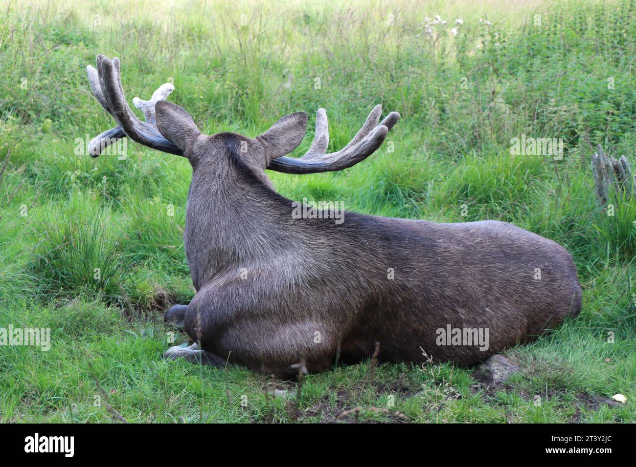Elche oder Elche, Alces wapiti im natürlichen Lebensraum Stockfoto