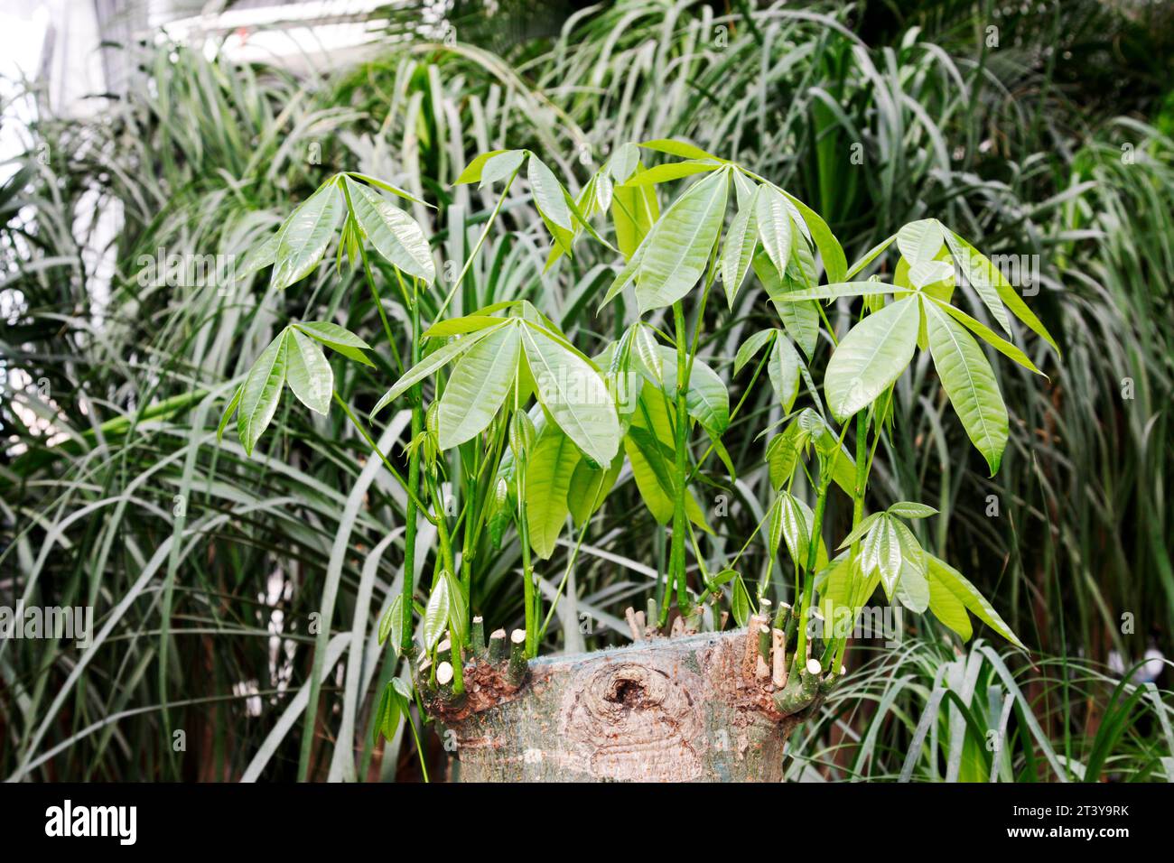 Malabar Kastanienblatt auf einem Blumenmarkt Stockfoto