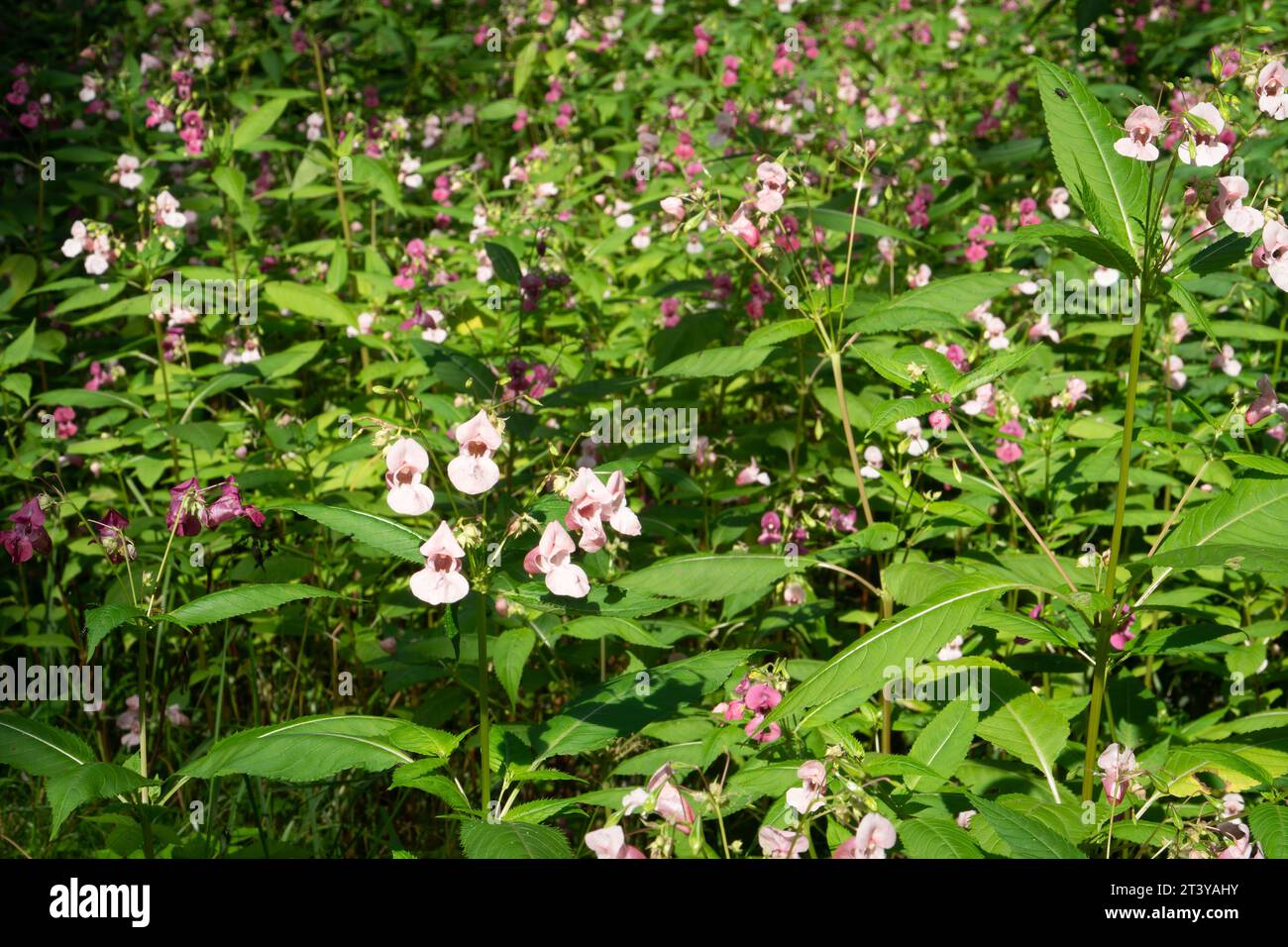 Pflanzeninvasion. Blüht die Himalaya-Balsampflanze (Impatiens glandulifera). Dies ist eine der invasiven Arten, die seit 2017 in t eingeschlossen sind Stockfoto