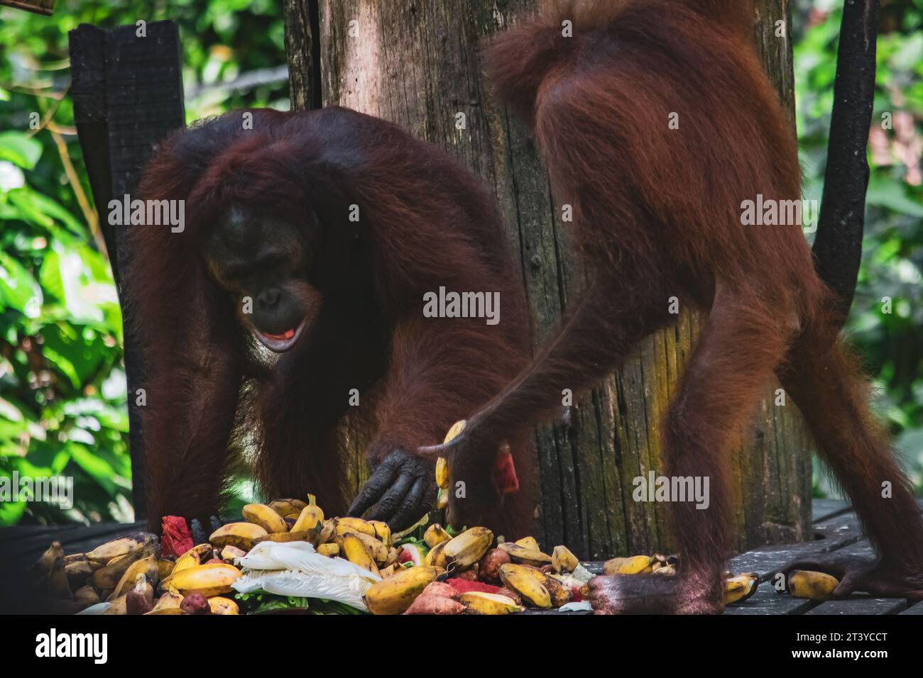 Eine fantastische Nahaufnahme eines wilden Orang-Utan Stockfoto