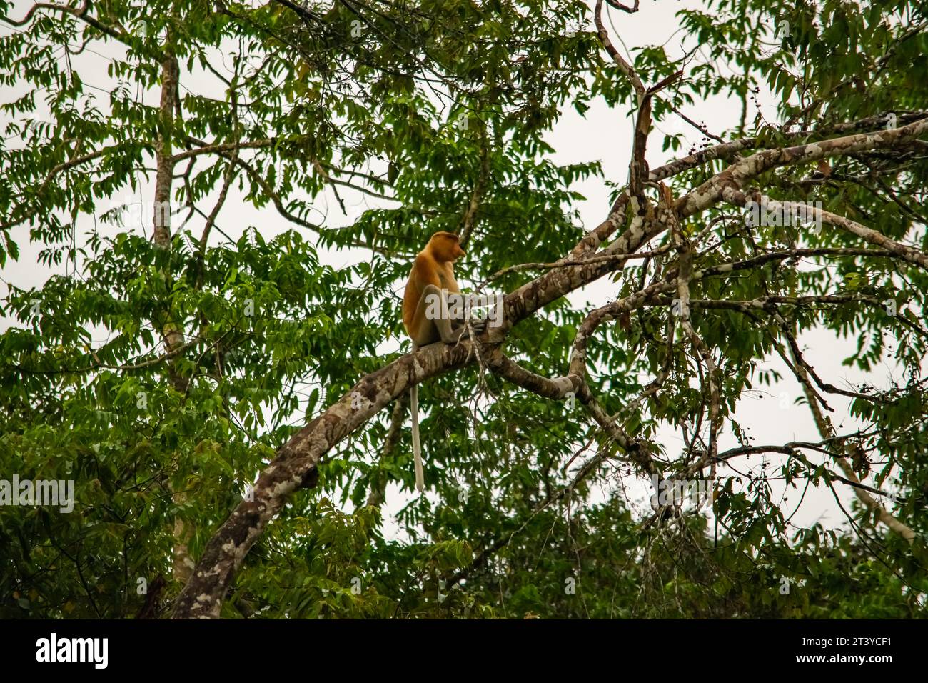 Erstaunliche Nahaufnahme eines wilden Proboscis-Affen im Dschungel Stockfoto