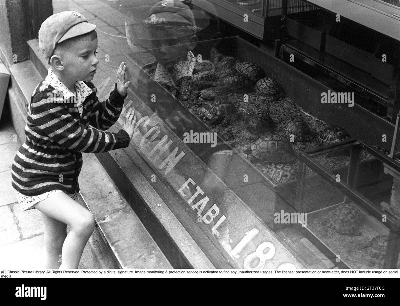 Stockholm 1954. Ein Junge ist fasziniert von den Schildkröten im Schaufenster des Axel Cohn Ladens in Mäster Samuelsgatan 52. Ein Geschäft, in dem auch Käfigvögel und Aquarienfische verkauft werden. Axel Cohn schrieb 1929 das Buch Akvarieboken, ein Leitfaden zur Auswahl und Pflege von Aquarienfischen. Birds faszinierte den eigentlich dänischen Bürger Axel Cohn, der bereits in den 1890er Jahren in Klarakvarteren in Stockholm seinen ersten Tierhandel gründete. Dann begann er mit dem Verkauf von Kanarienvögeln und anderen exotischen Vögeln, was damals eine Neuheit war. In den 1920er Jahren wurden wild gefangene einheimische Vögel am häufigsten als Käfigvögel verwendet. Schweden. Kristoffe Stockfoto