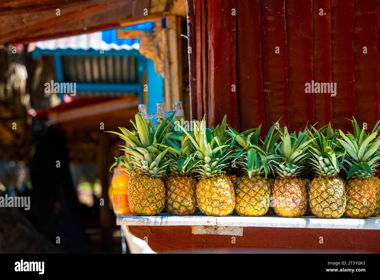 Reihe der reiforangen Ananas auf der Theke eines Obstladens am tropischen Strand. Frischer Saft und Vitamine Stockfoto