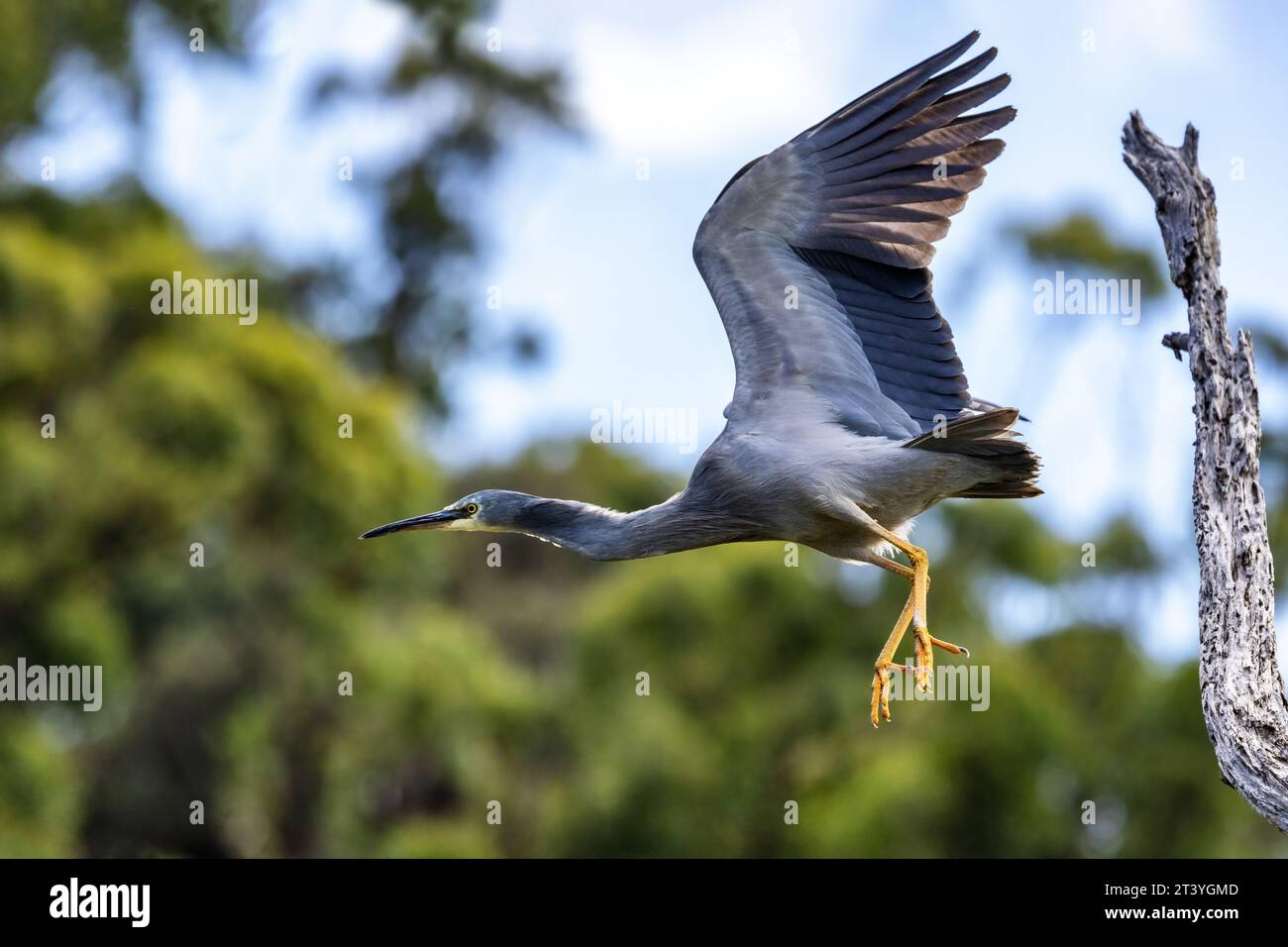 Ein weißer Reiher, egretta novaehollandiae, fliegt von einem Baum. Am Kennett River, an der Great Ocean Road, Australien. Stockfoto