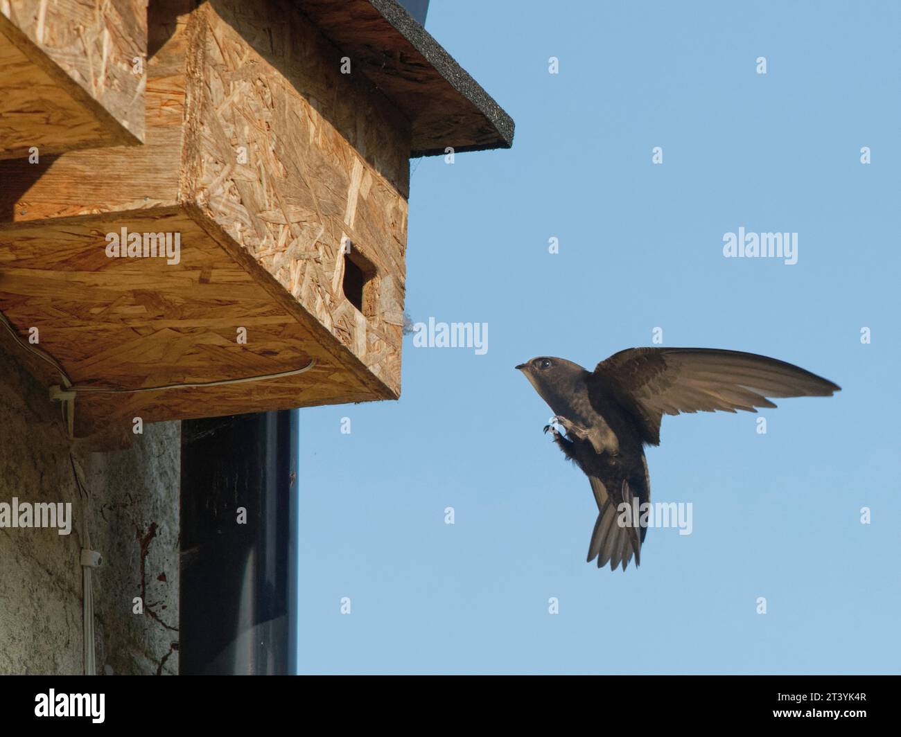 Ein Erwachsener (Apus apus), der zu einem Nistkasten fliegt, in dem er gerade mit dem Nistbau begonnen hat, mit seinen kleinen Füßen zur Landung angehoben, Box, Wiltshire, UK Juni Stockfoto