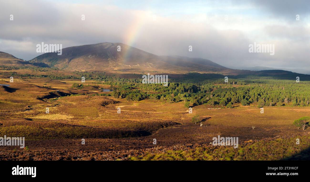 Abernethy Wald und Regenbogen von Carn Bheadhair, Cairngorms Stockfoto