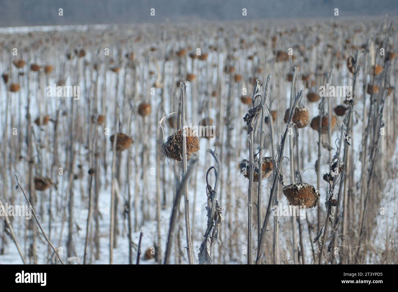 Sonnenblumenfeld im Winter Stockfoto