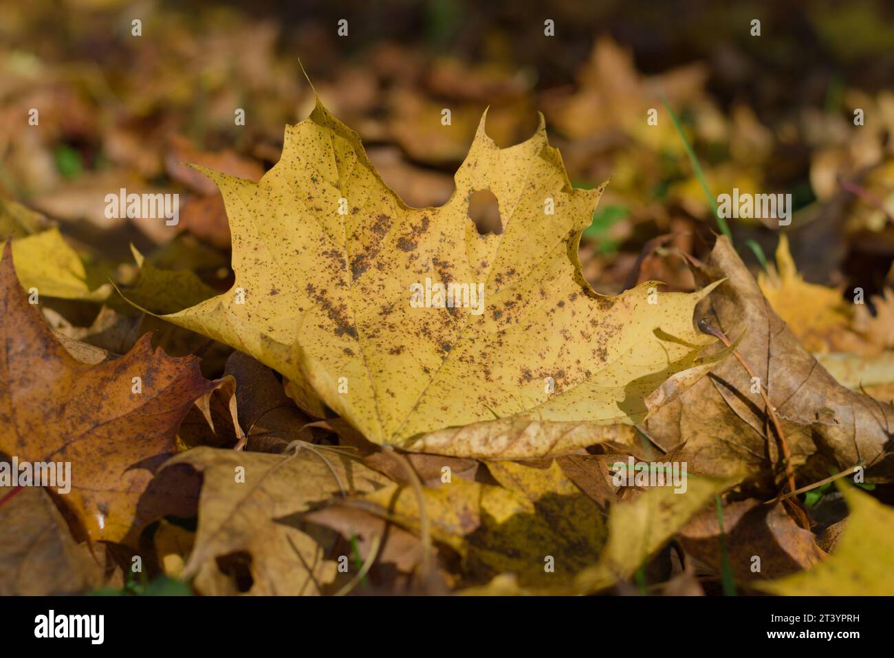 Buntes Herbstlaub. Gelb gefallene Ahornblätter. Stockfoto