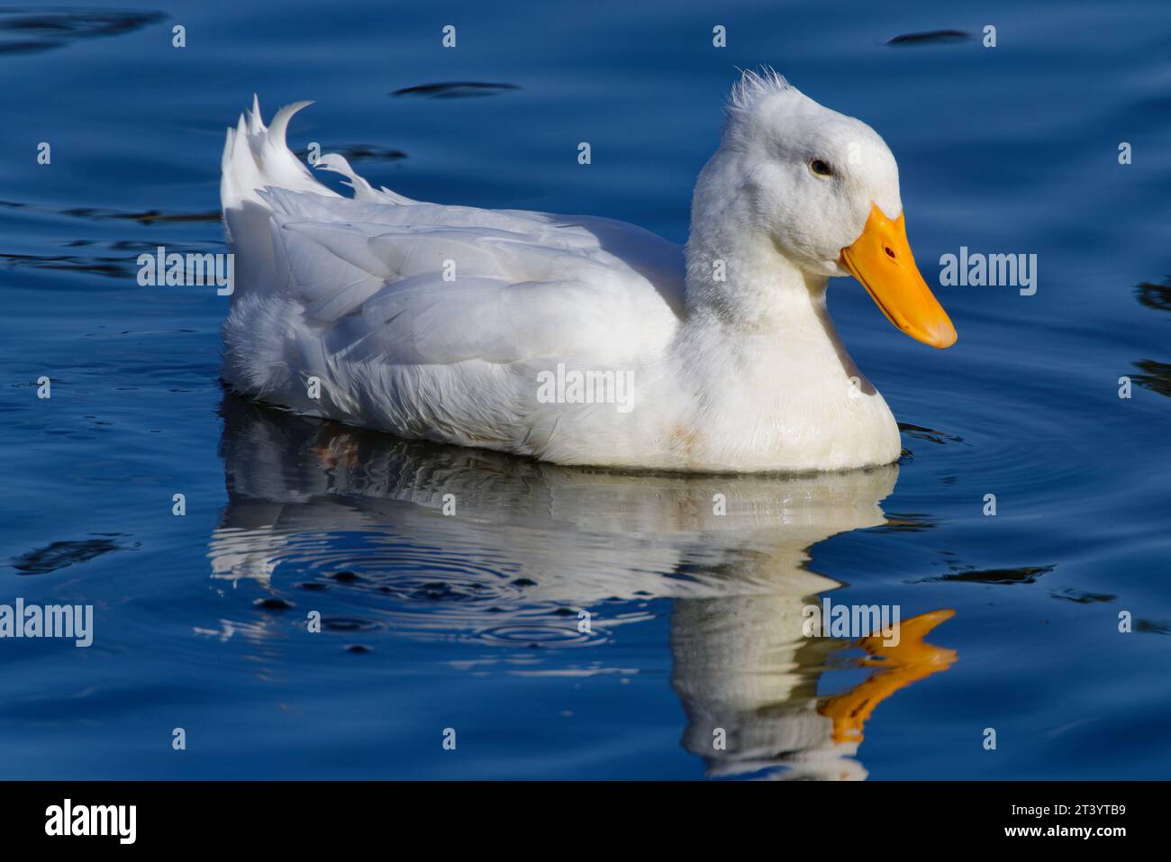 Dieses Foto zeigt eine wunderschöne Bali-Ente, die an einem Herbstmorgen herumpaddelt. Bali-Enten haben ein kleines Federbüschel als Wappen. Stockfoto