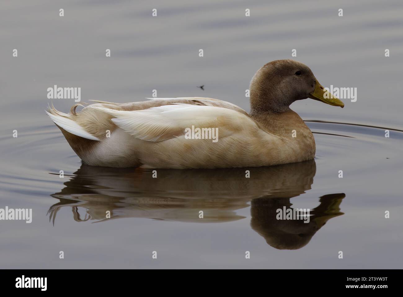 Dieses Foto zeigt eine wunderschöne kuschelfarbene Ente an einem Wintermorgen. Sie haben hellgefärbtes Gefieder und braune Augen. Stockfoto