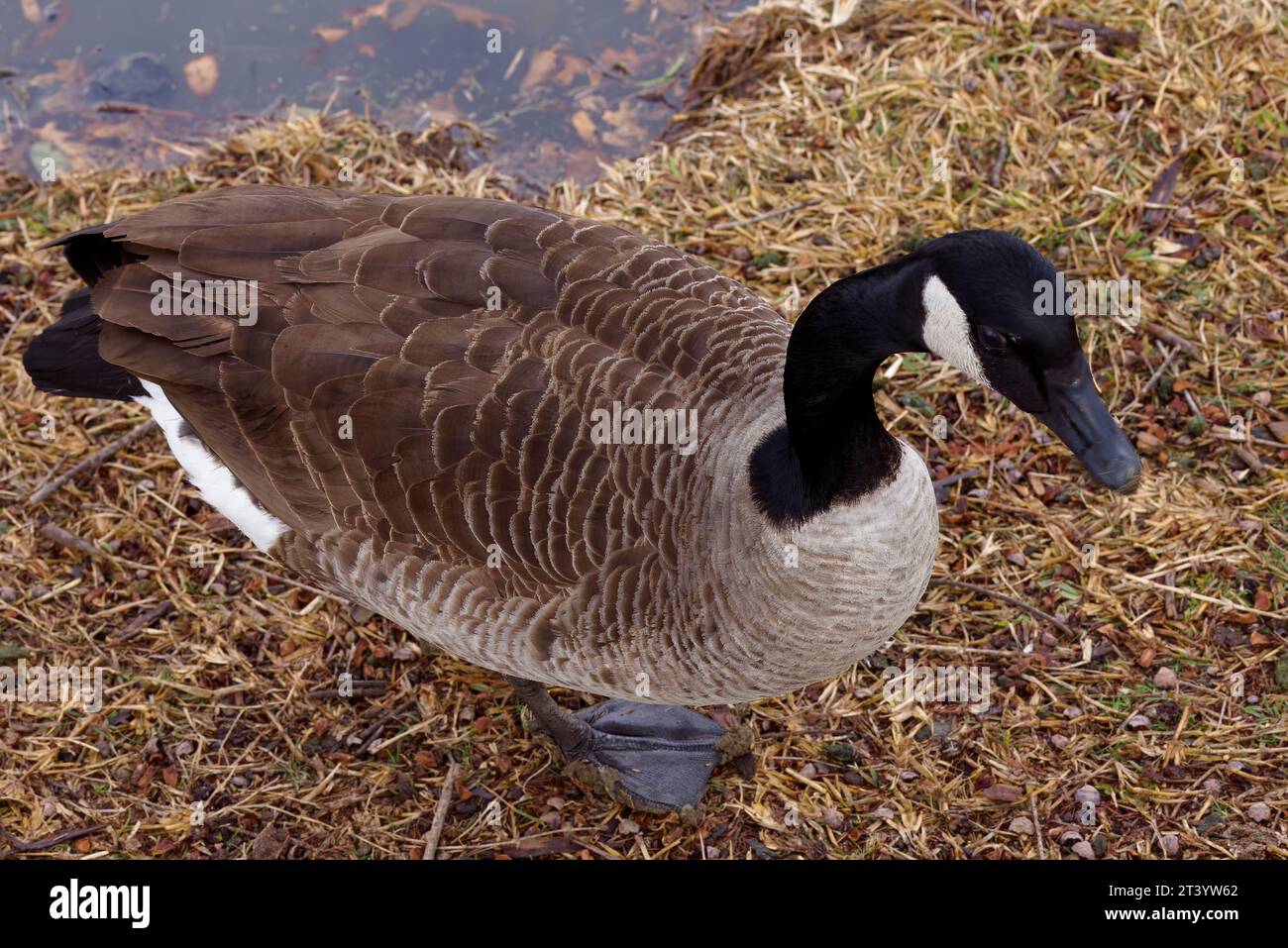 Dieses Foto zeigt eine Kanadas-Gans an einem Wintermorgen. Kanadagänse sind große Wildgänse mit schwarzem Kopf und Hals und weißen Wangen. Stockfoto